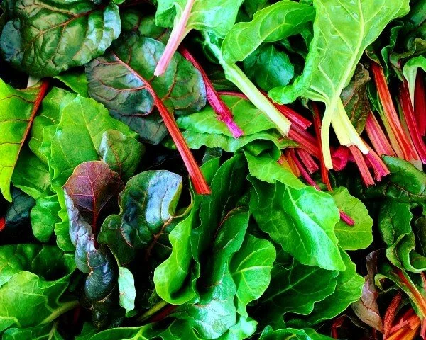 Chard_Rainbow_Bagged_600x480.jpg