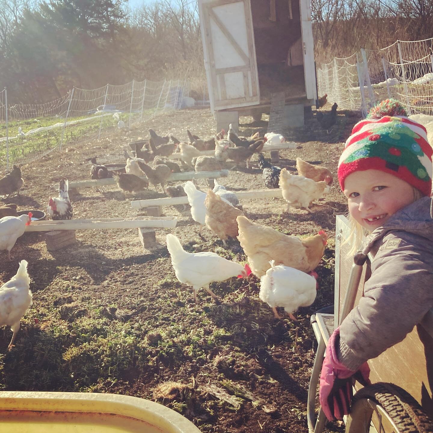 Good morning chickens! It&rsquo;s the last #piccalillifarm2porch of the year! Head to the website to preorder fresh veg for your holiday table, as well as all the proteins and pantry goods from our wonderful farmer partners! 

We will be at the @farm
