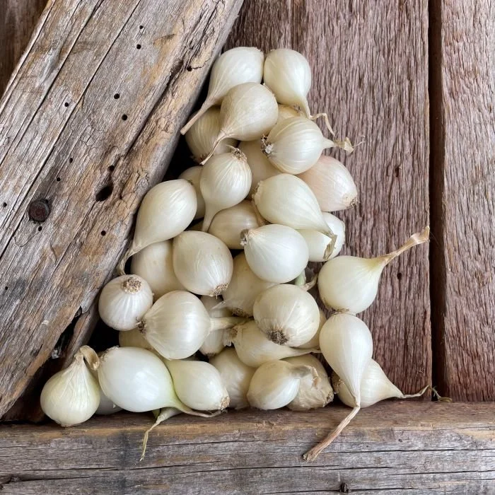 White-Ebenezer-Onion-Sets-Naturally-Grown-1.jpg