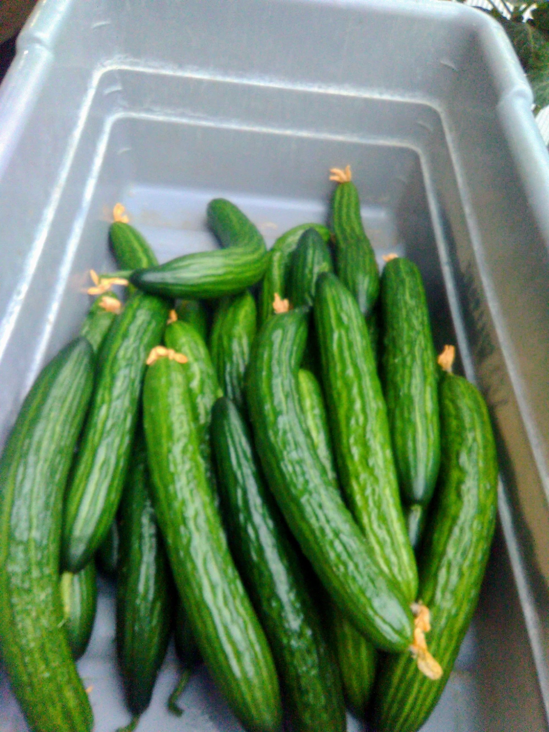 Beachy’s Hydroponic Cucumbers