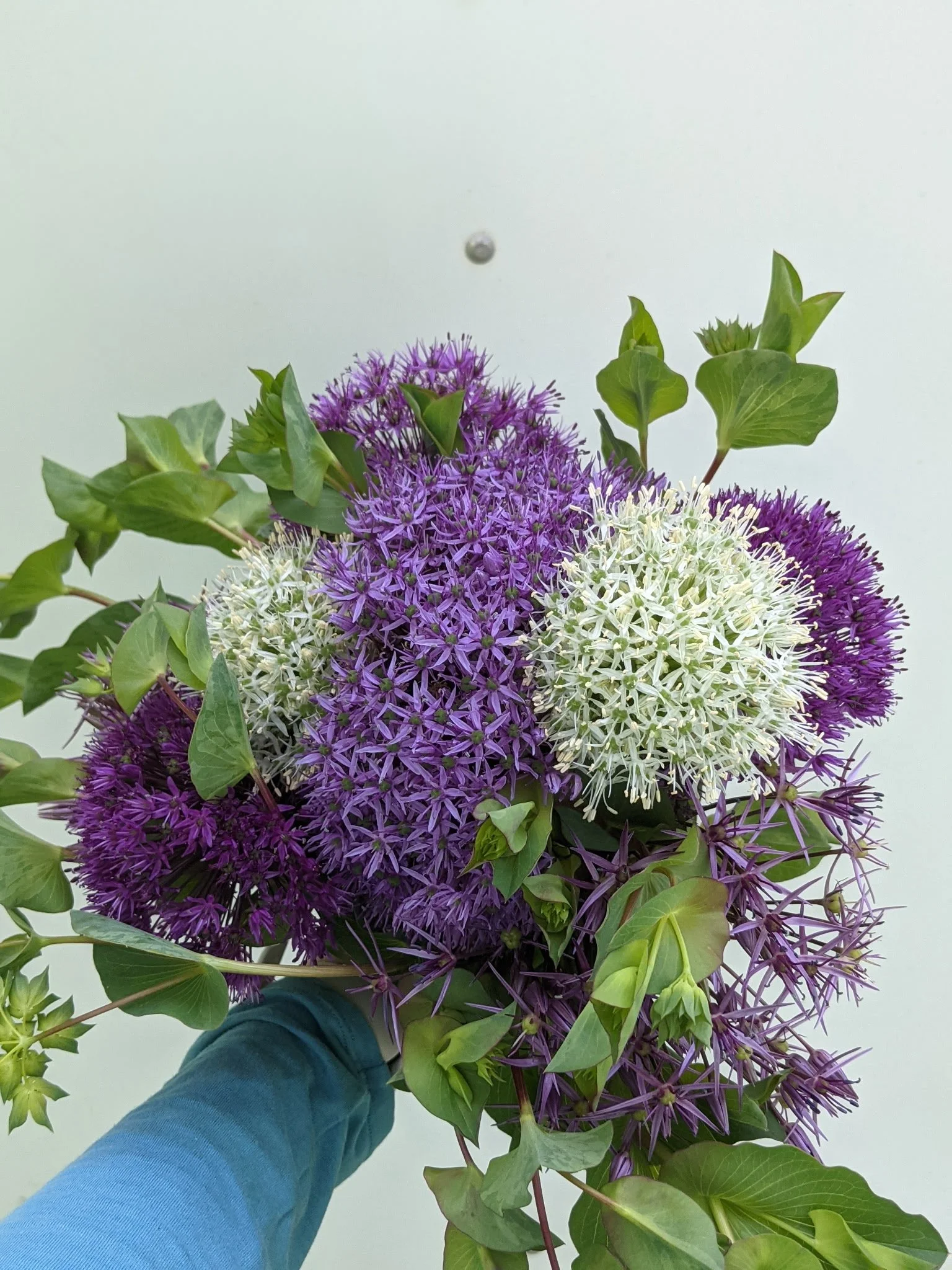 Woolly Bee Allium Mix.JPG