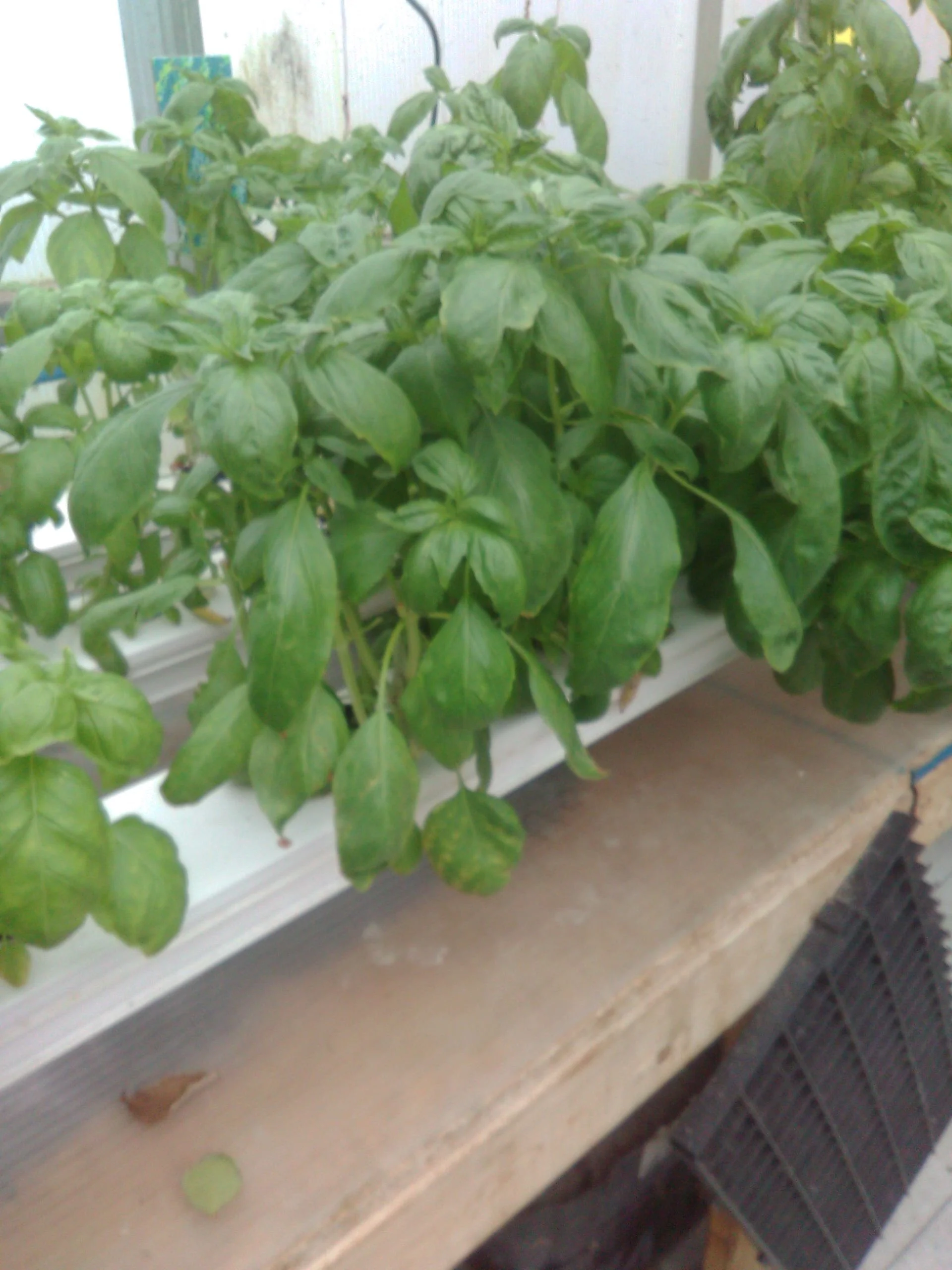 basil.jpg