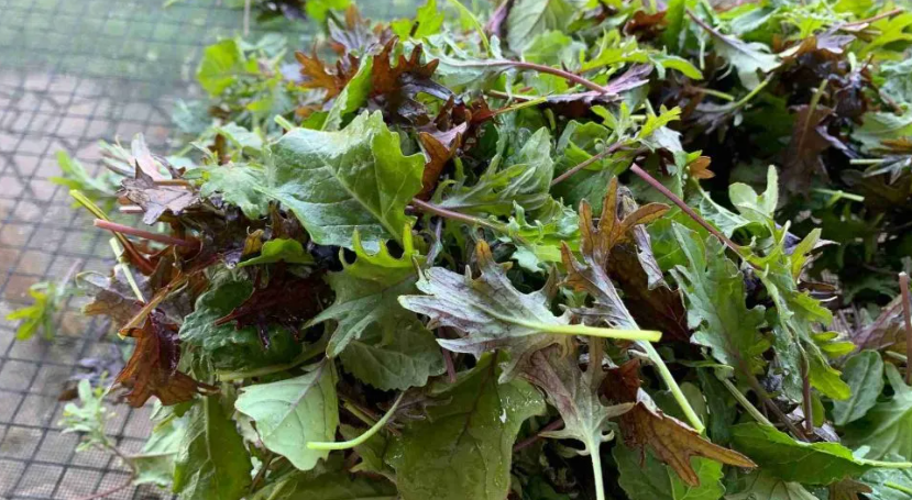 FireShot Capture 037 - Bashobean Farm Gives 'Em The (Freshest!) Greens - CoolBot_ - [www.storeitcold.com].png