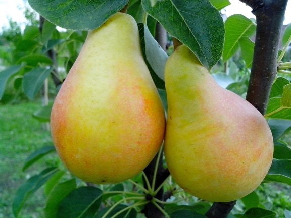 pear.jpg