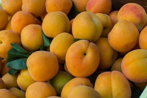 apricots.jpg