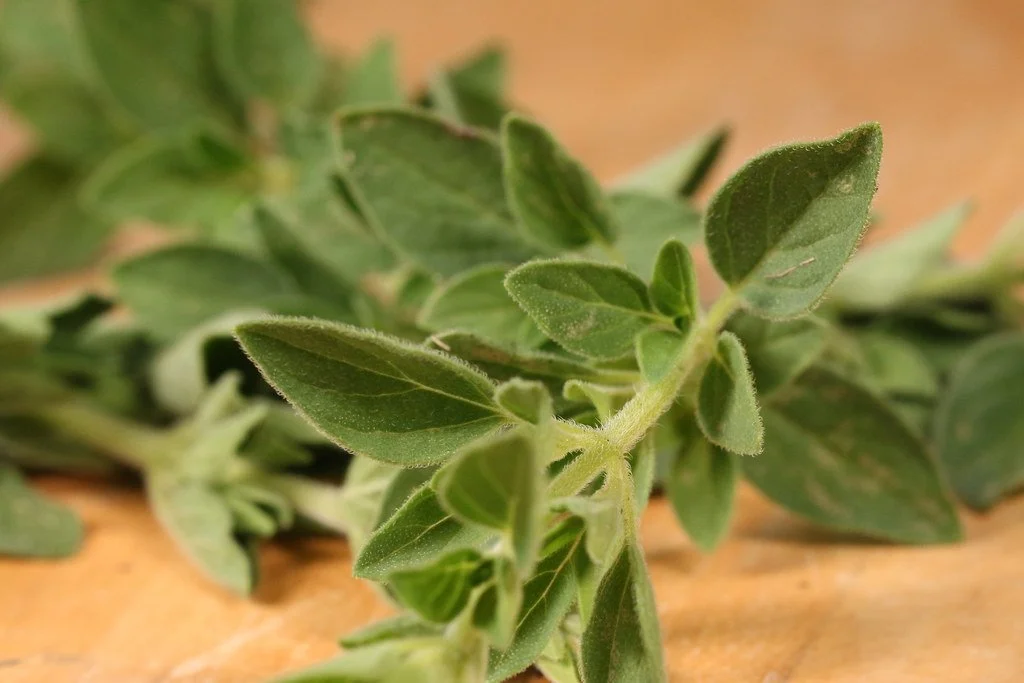 oregano.jpg