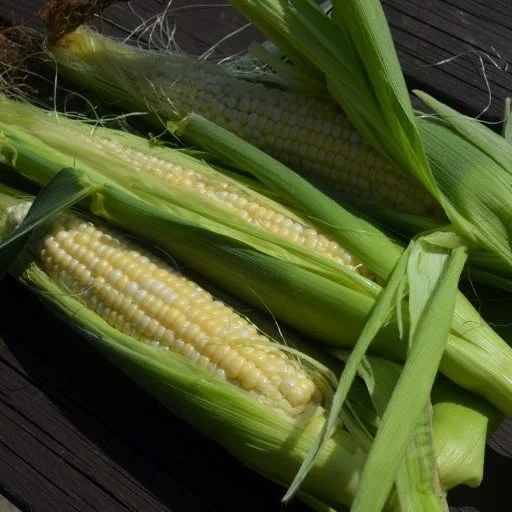 Sweetcorn-My-Fair-Lady-F1-Website.jpg