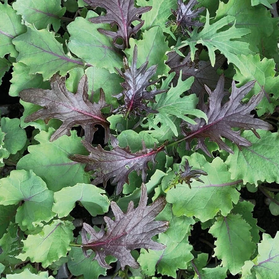 babykale.jpg
