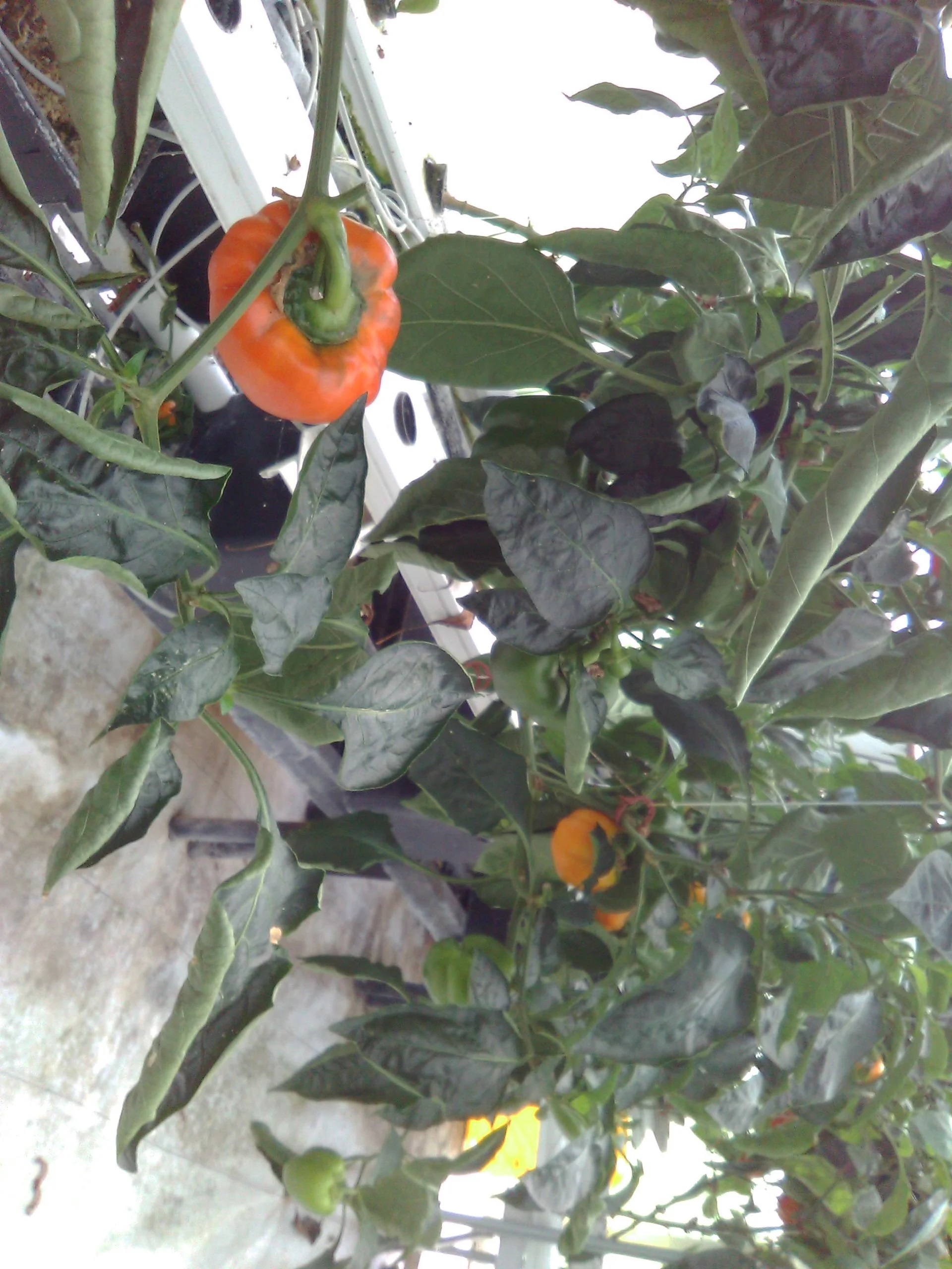 peppers on vine.jpg
