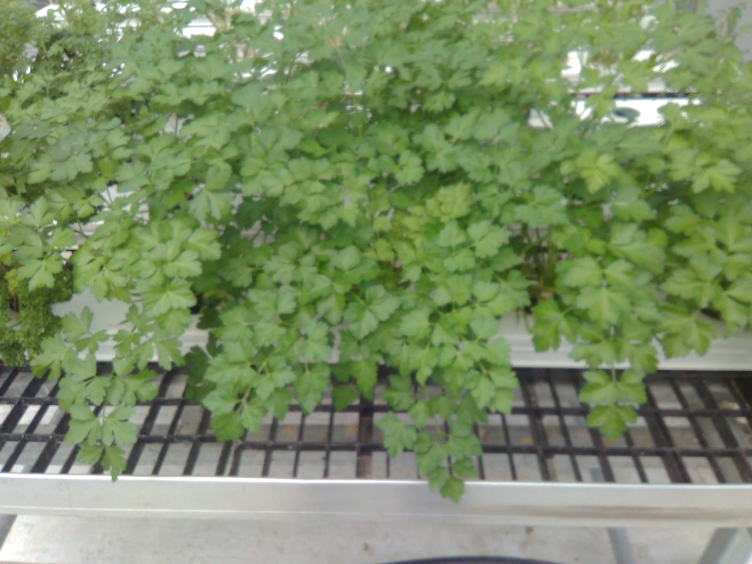 parsley.JPG