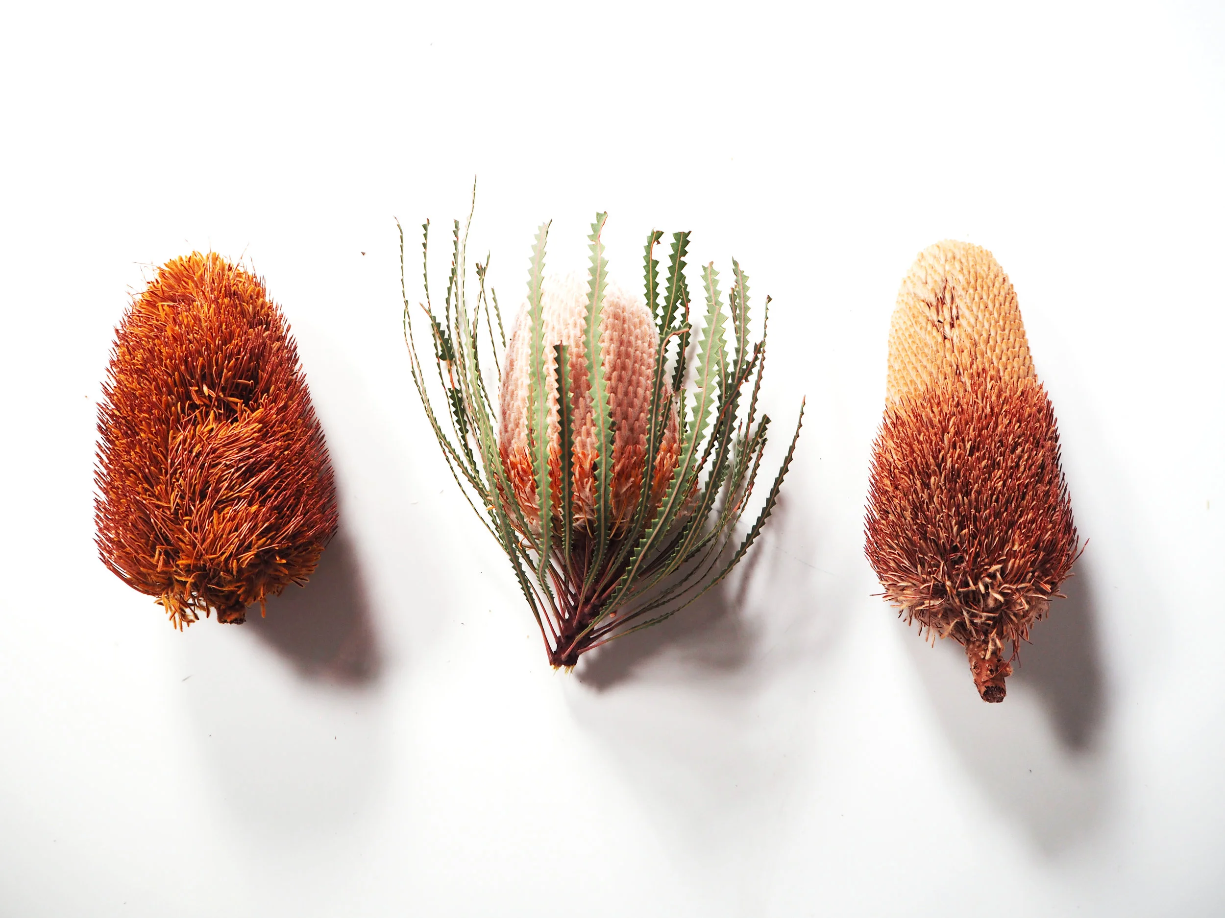 still life 15.jpg