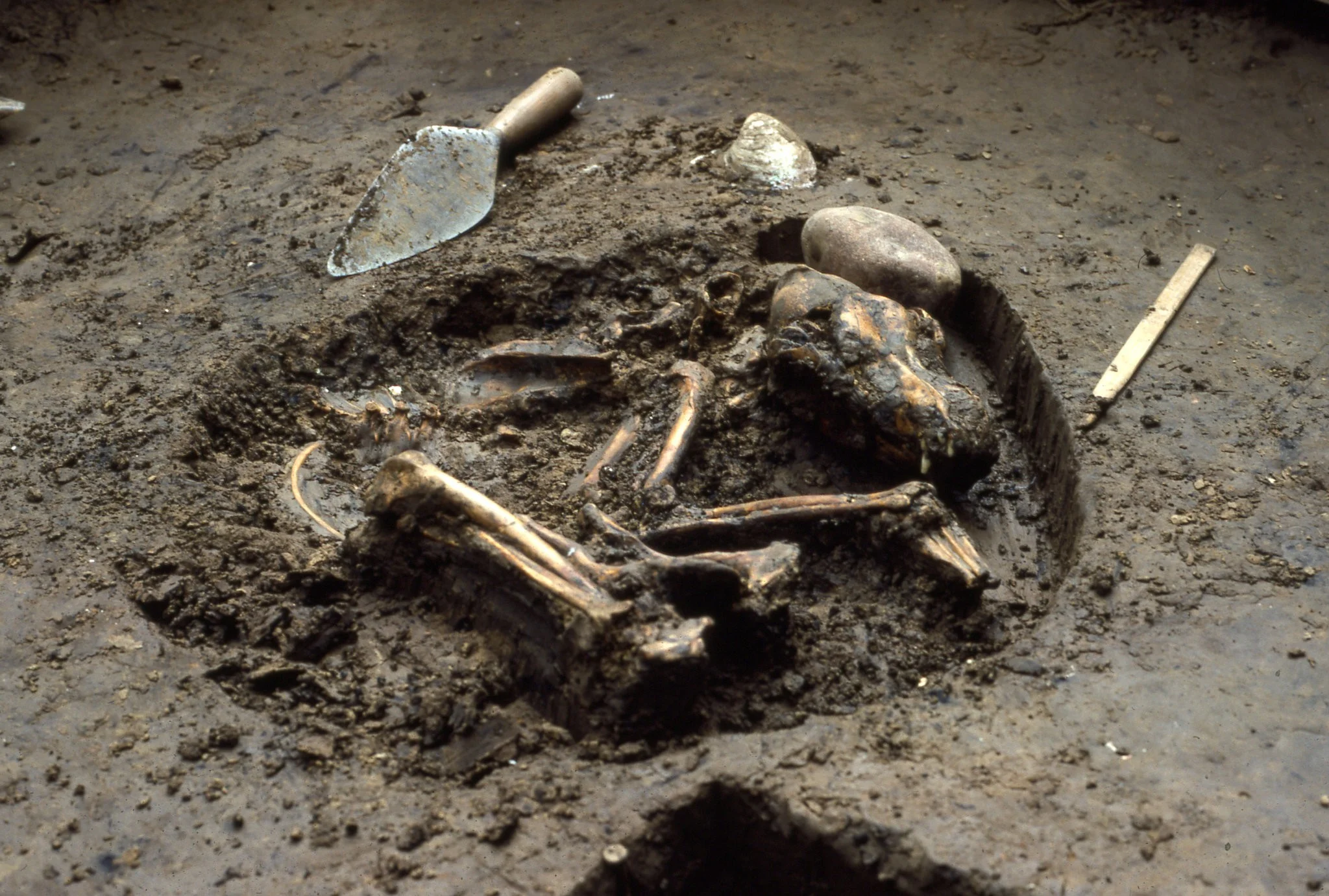The New York Times (Del Baston, courtesy of the Center for American Archeology)