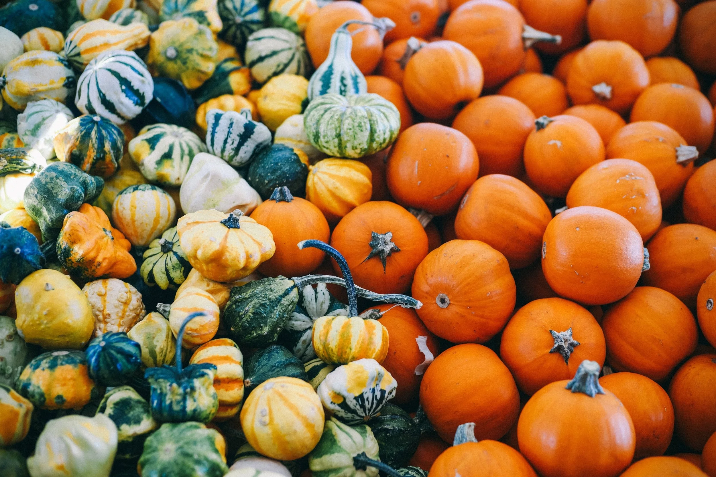 It's All About the Pumpkin
