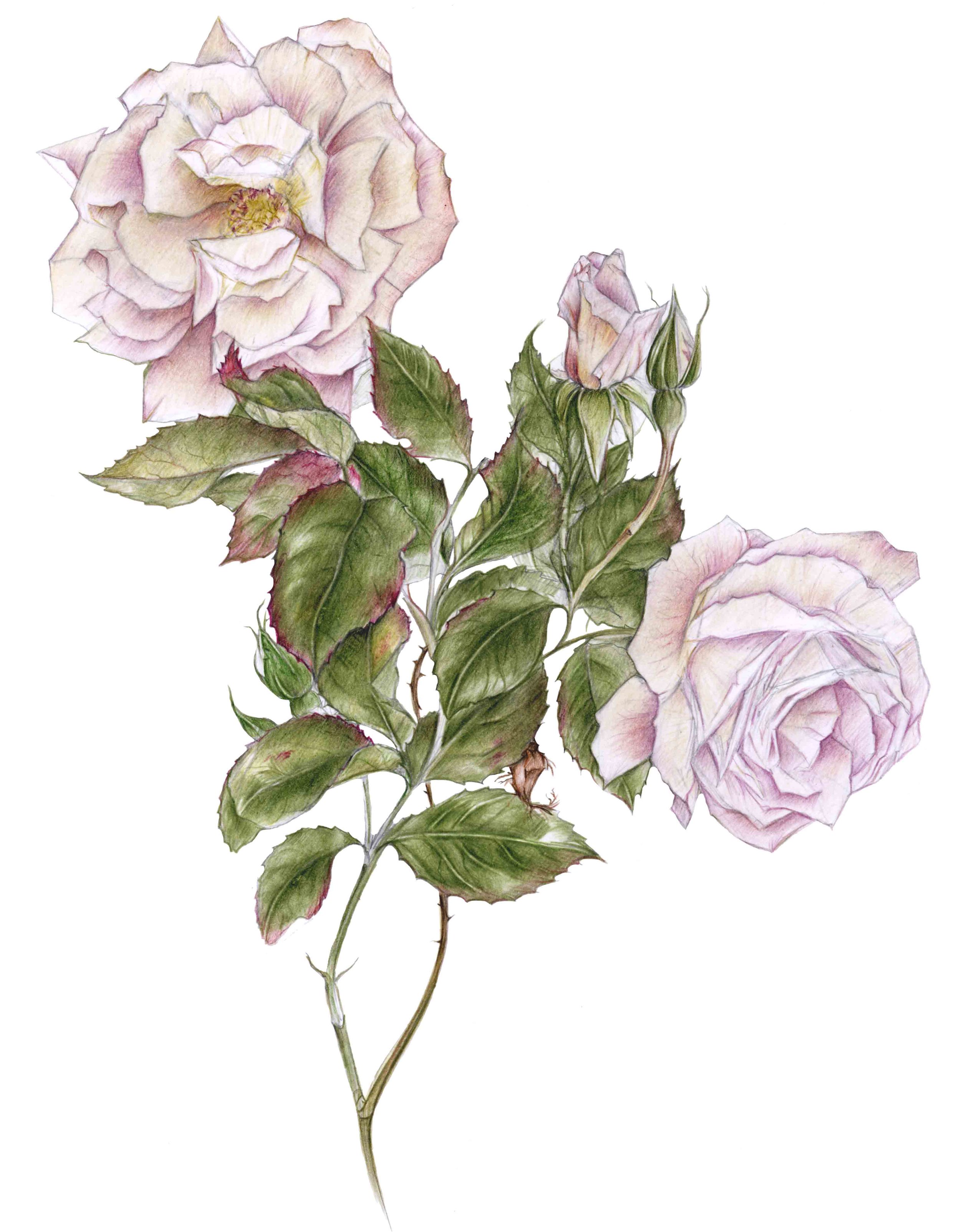 Print Pink Rose copy.jpg