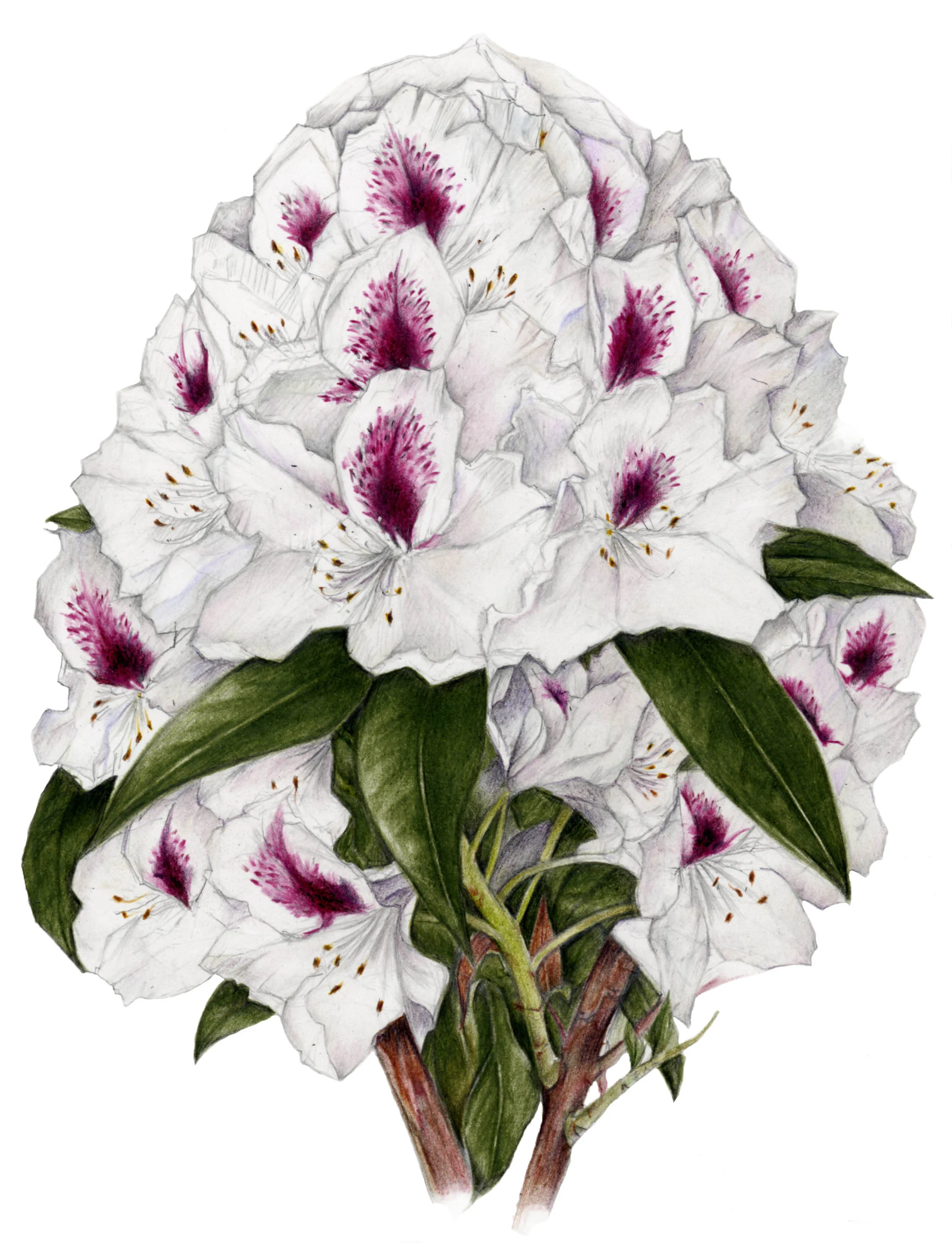 Rhoderdendrum045.jpg