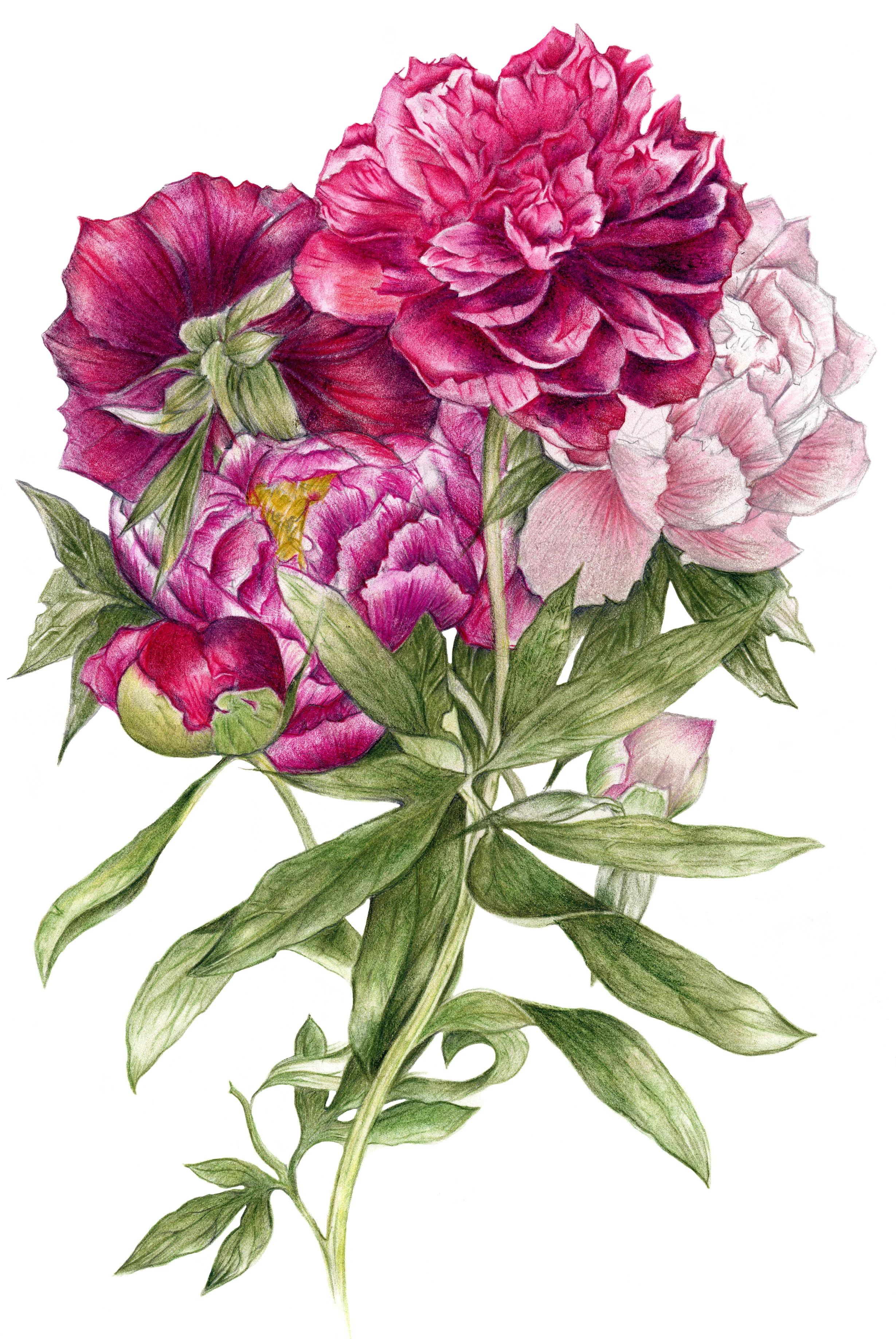 A2 Peony 070.jpg