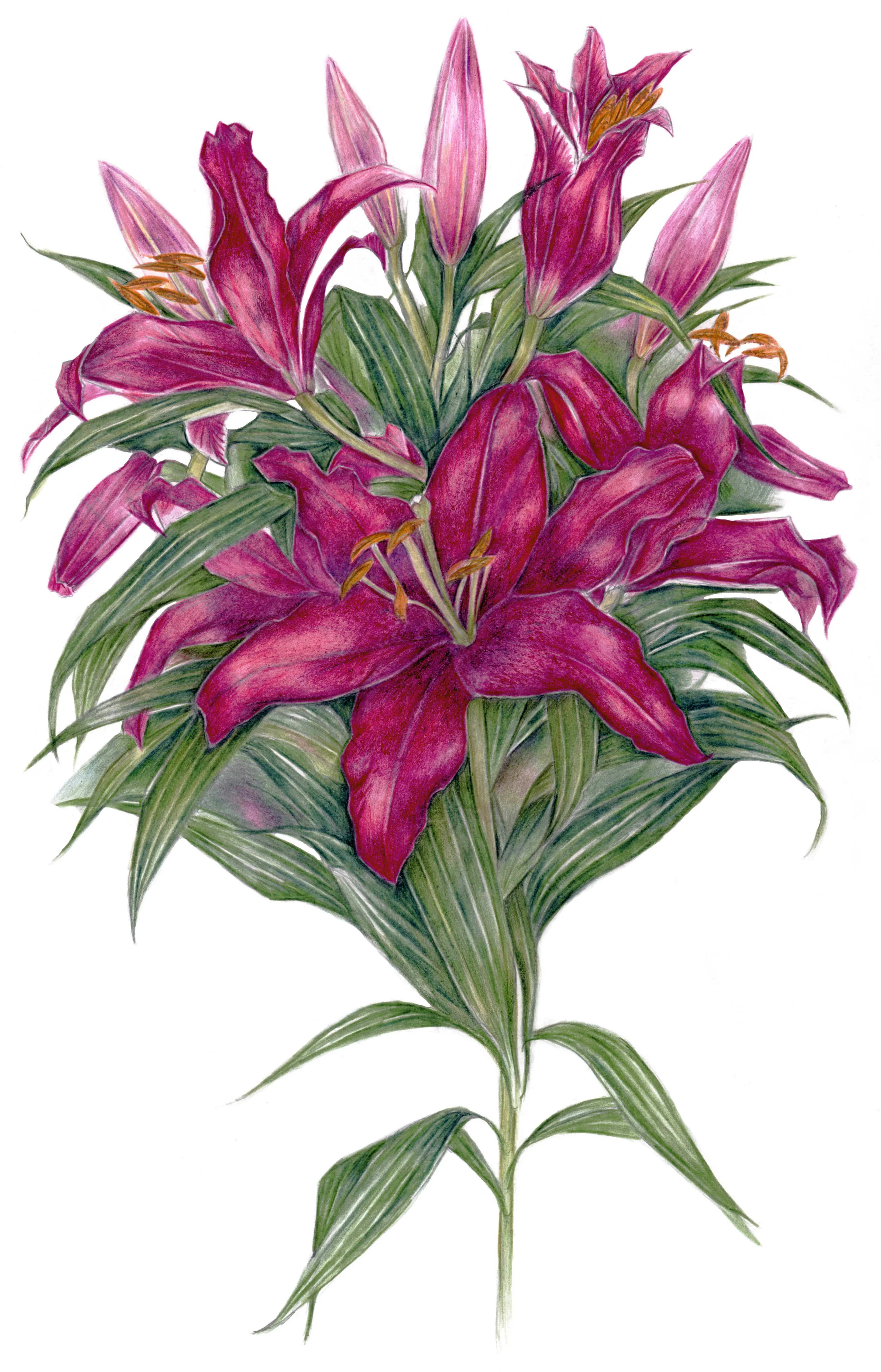 A4 Mambo Lily.jpg