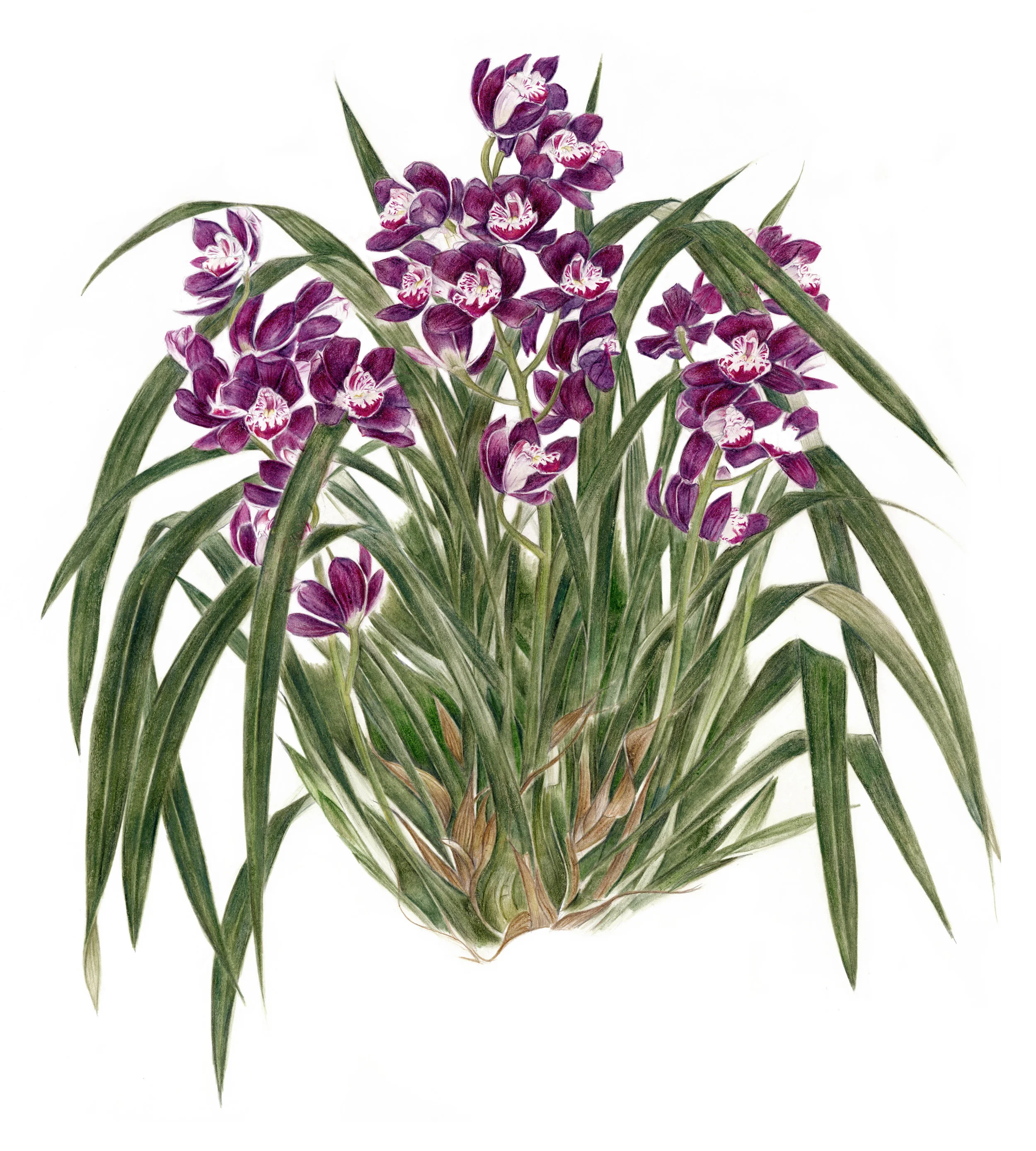 Spider Orchid.jpg