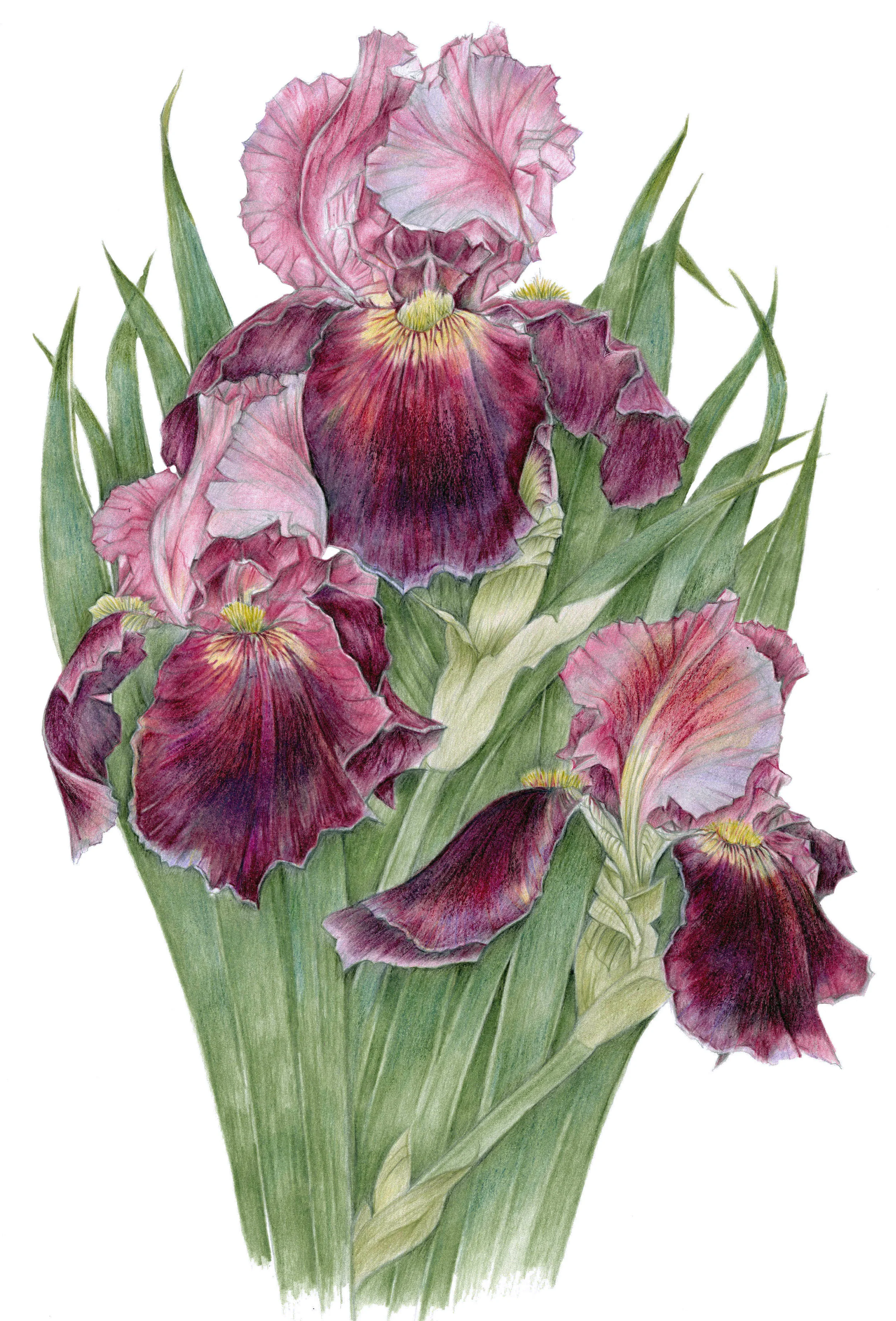 New Original Iris068.jpg