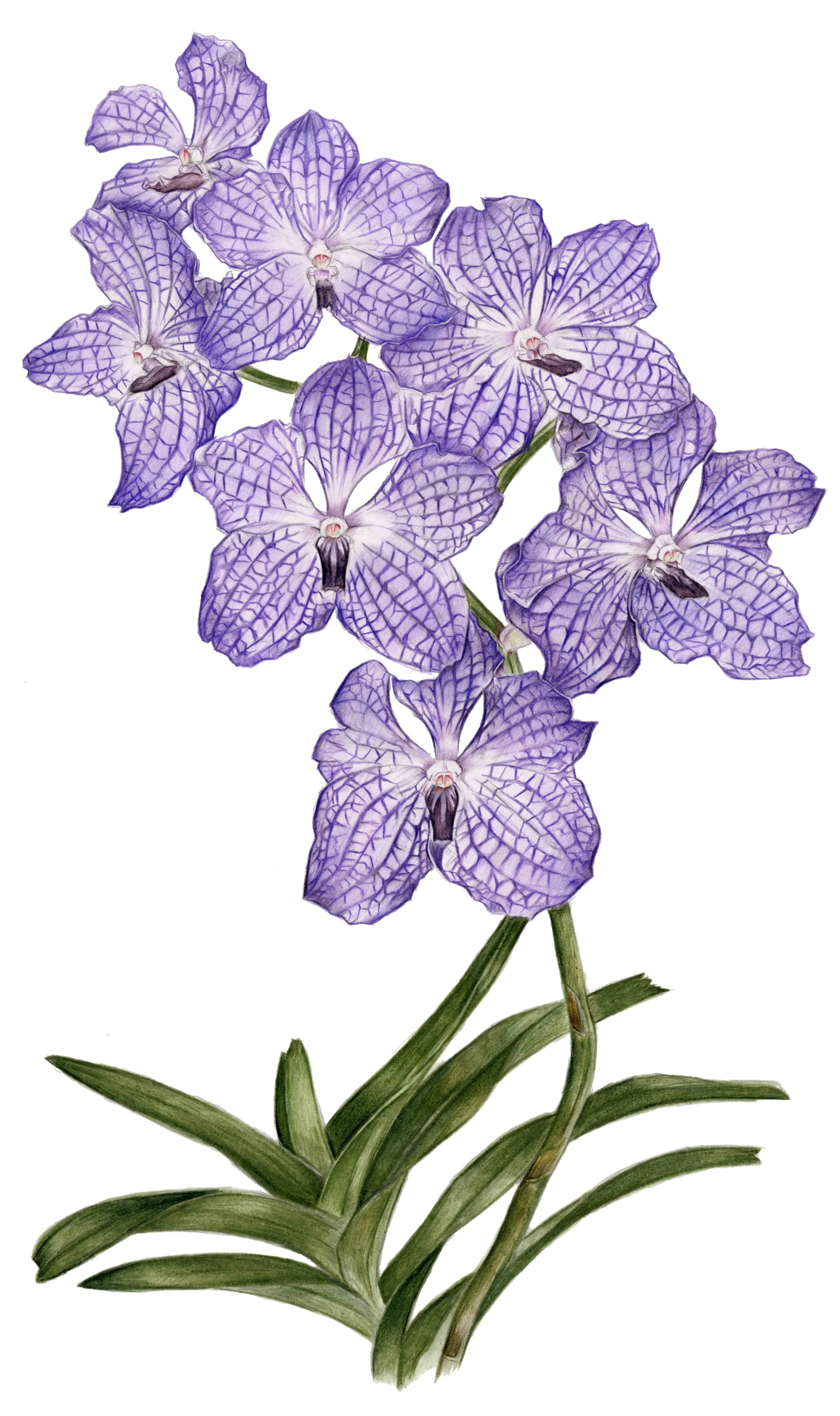 Print Orchid Lilac.jpg
