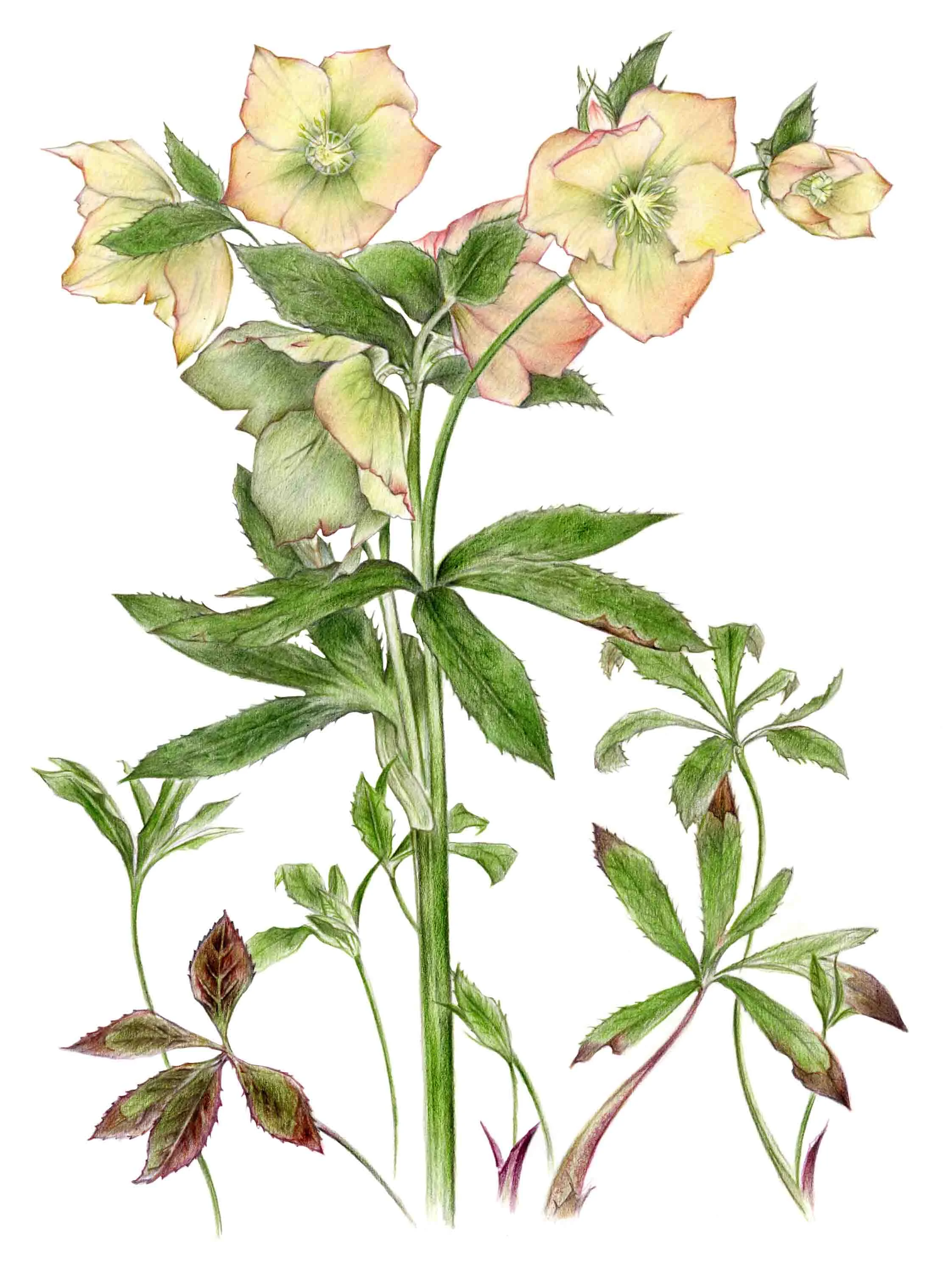 Print Peach Hellebore copy.jpg