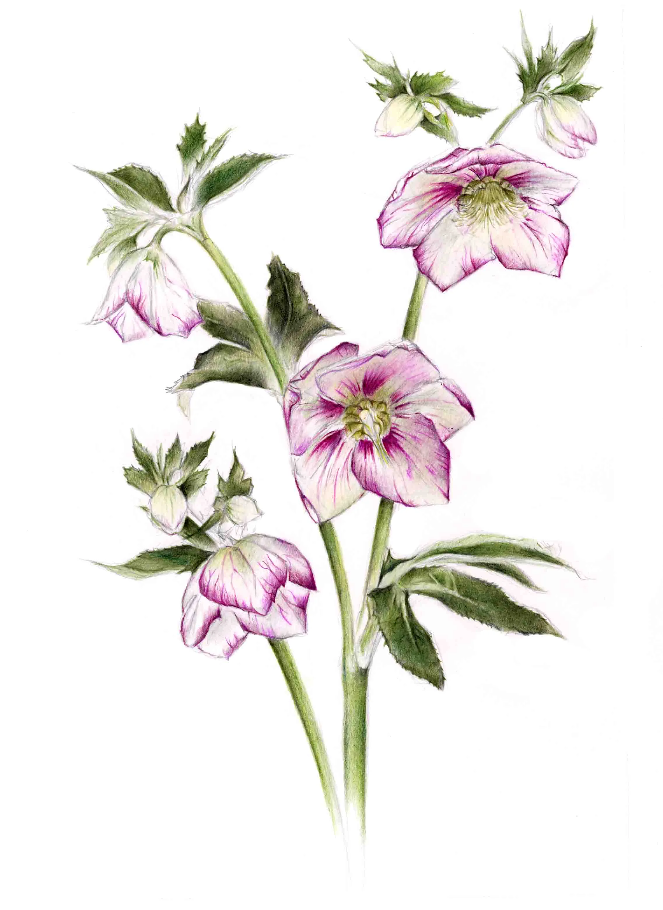 Print Pink Hellebore.jpg