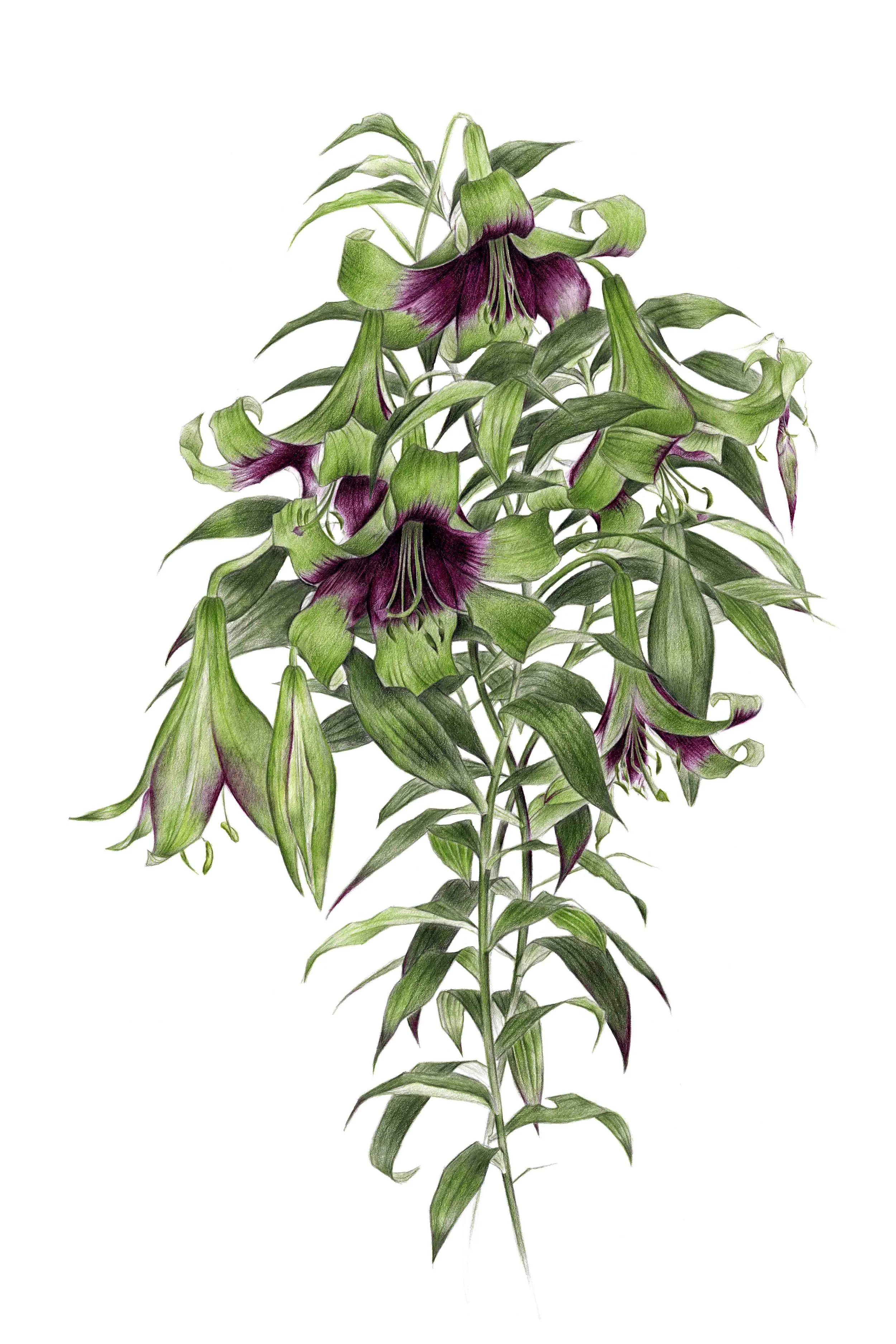 A4 Nepalize Lily.jpg
