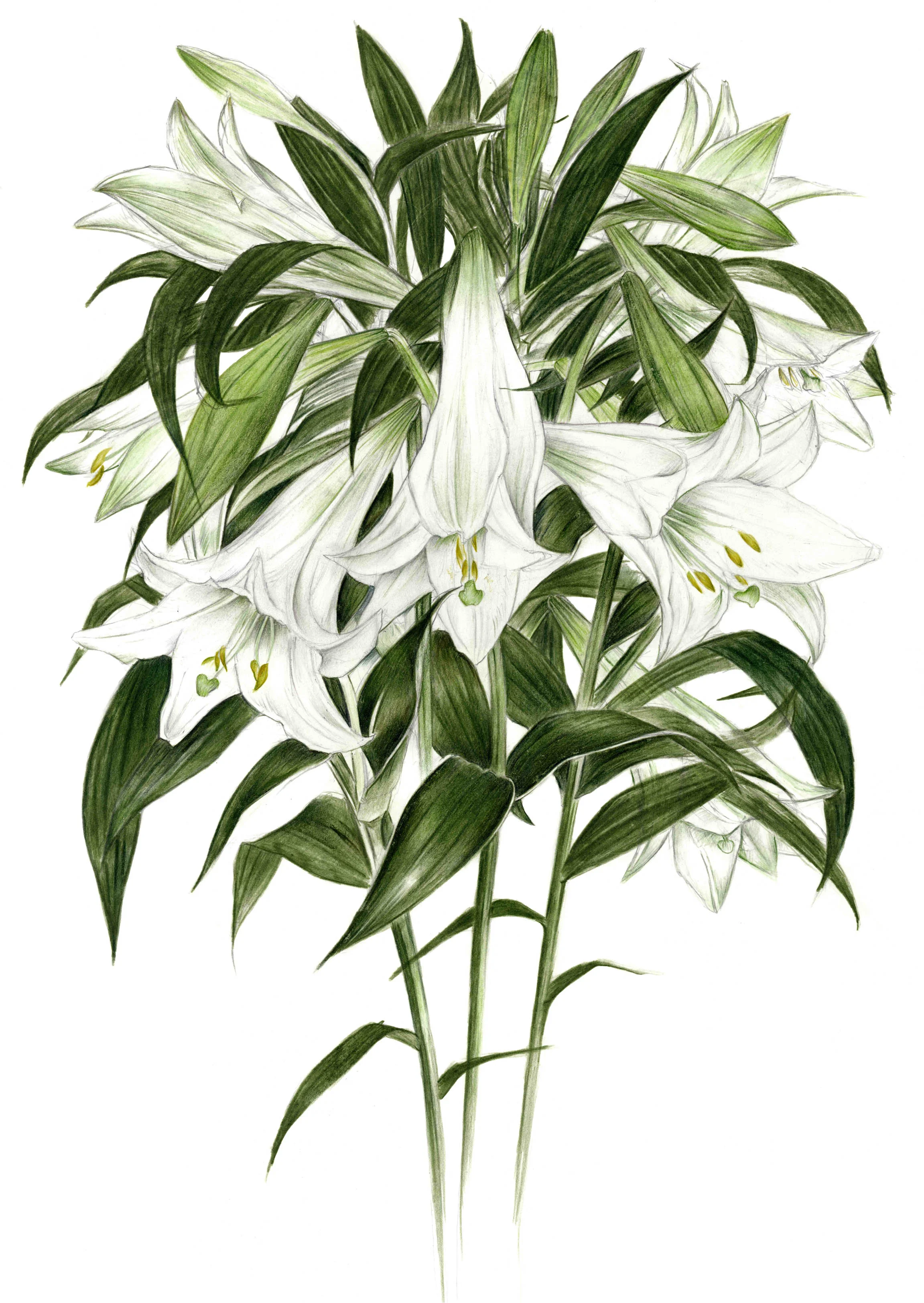 White Lily tiny file.jpg