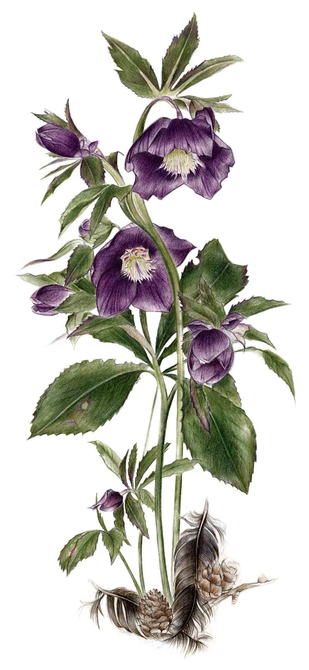 Print New Hellebore.jpg