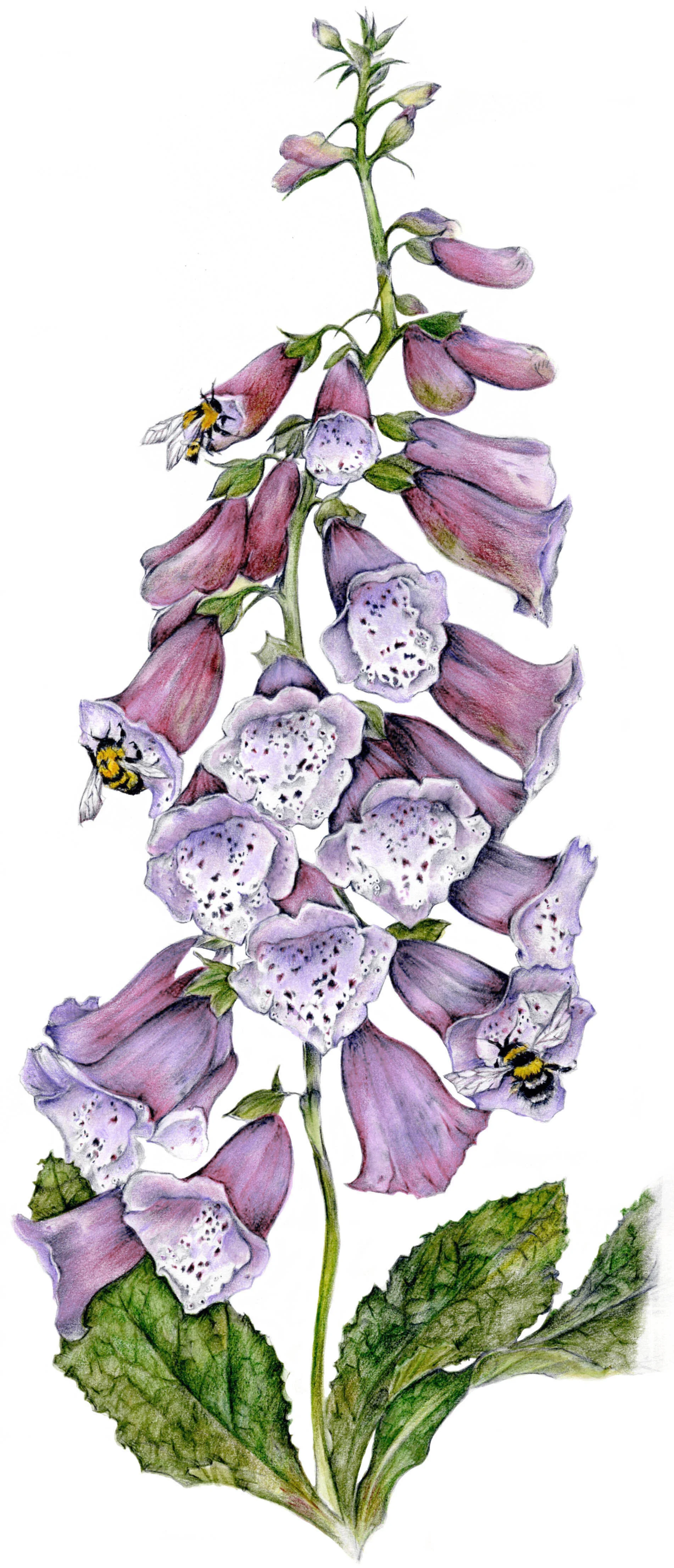 Print Foxglove.jpg