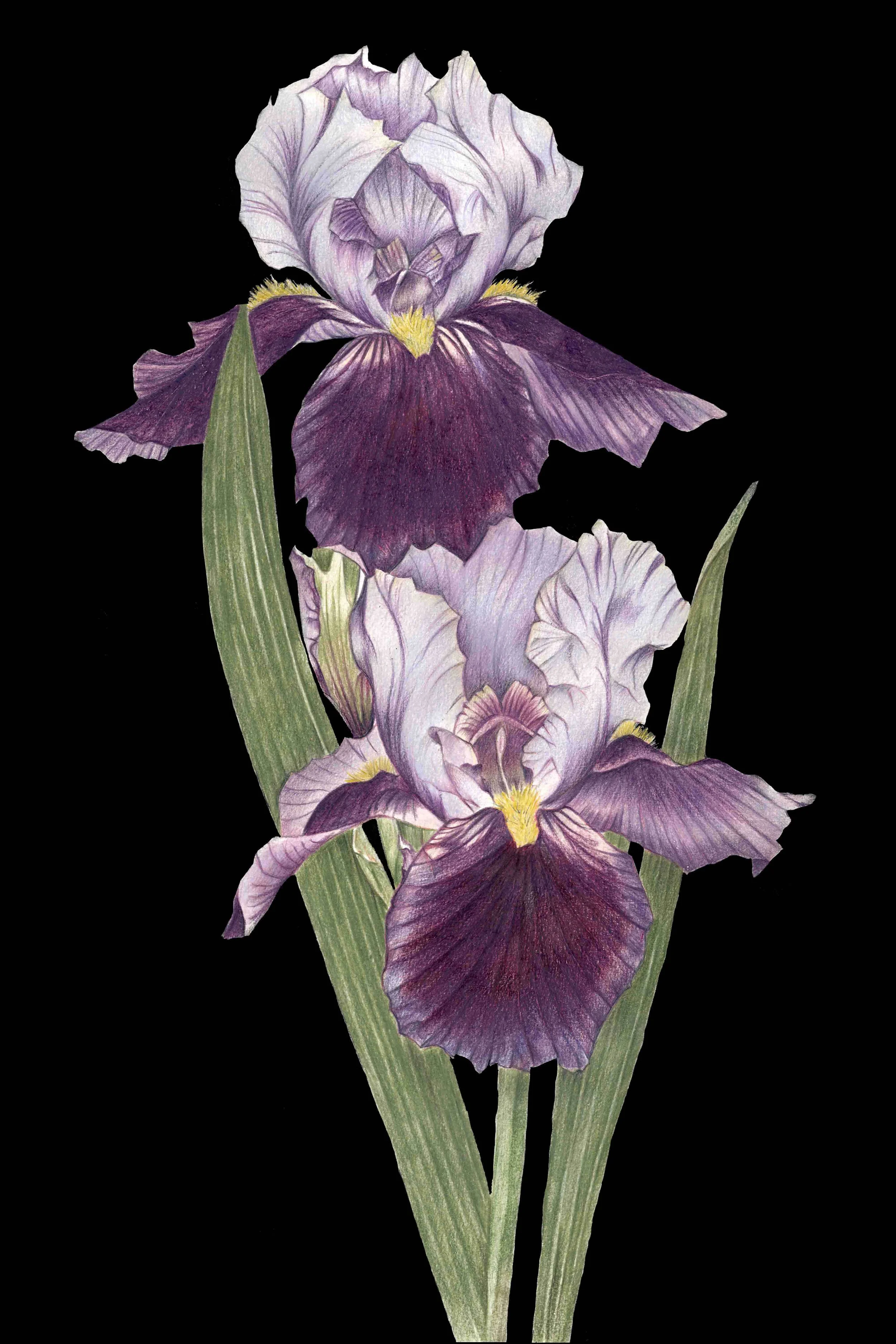 Print Iris B'Ground.jpg