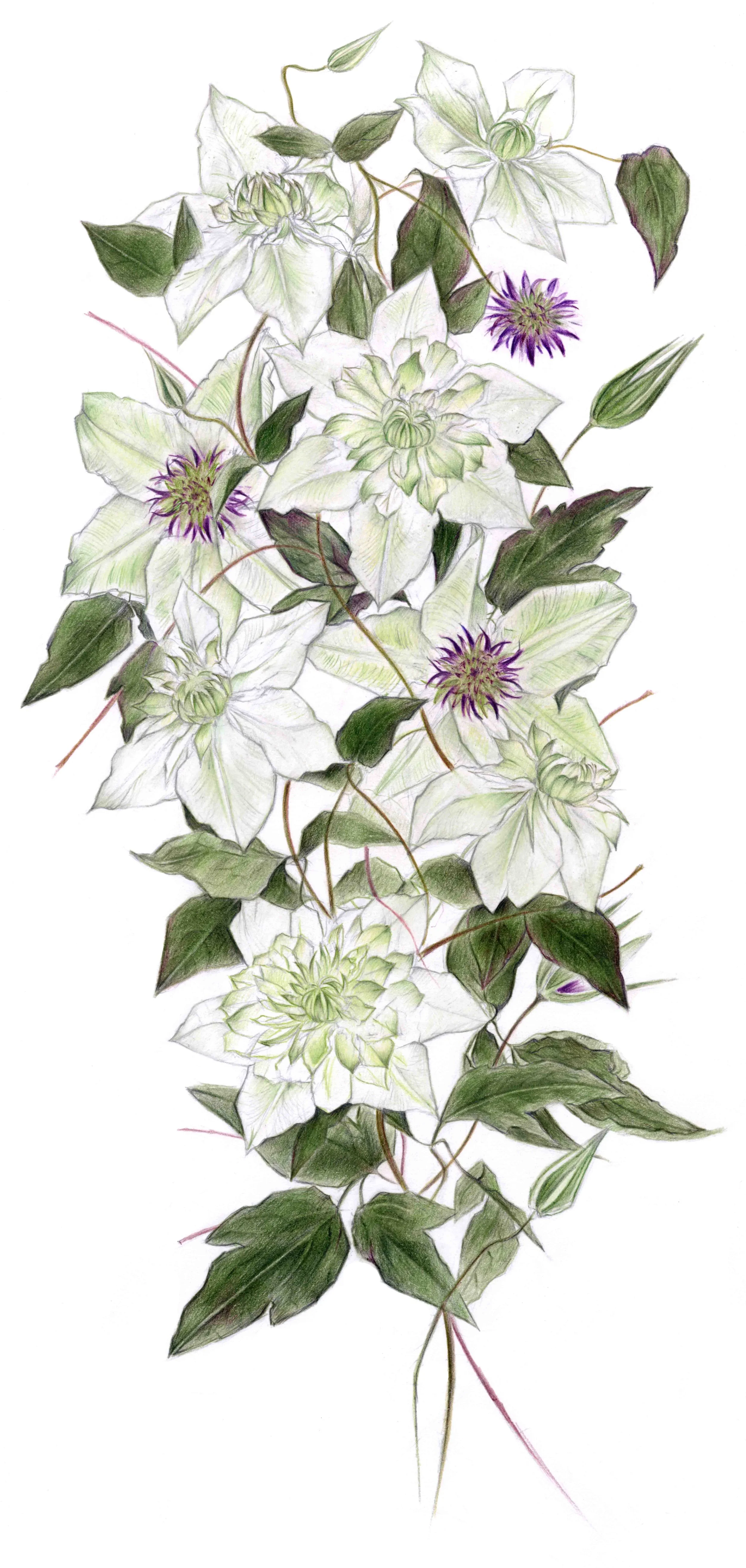 Print Clematis mixed.jpg