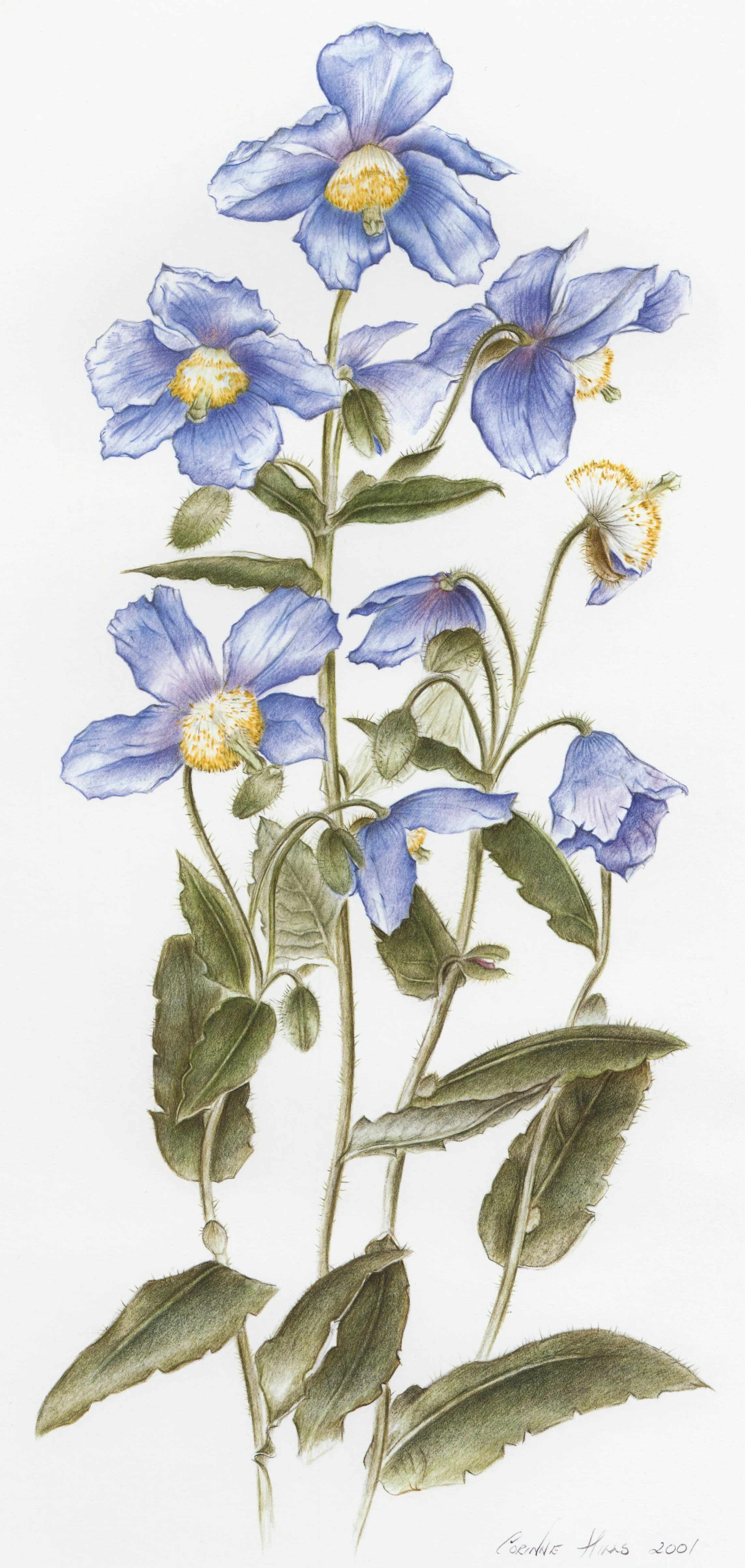 Print Blue Poppy.jpg