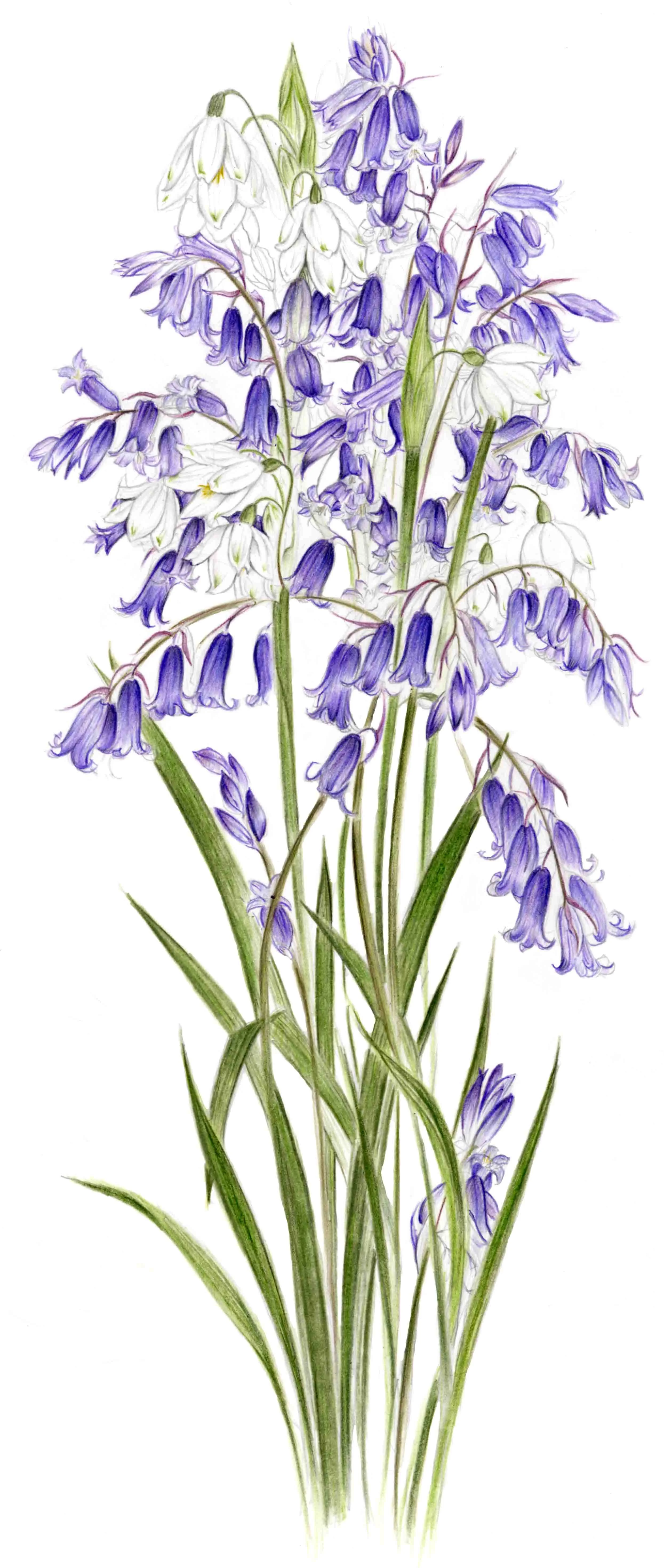 Print Bluebells.jpg