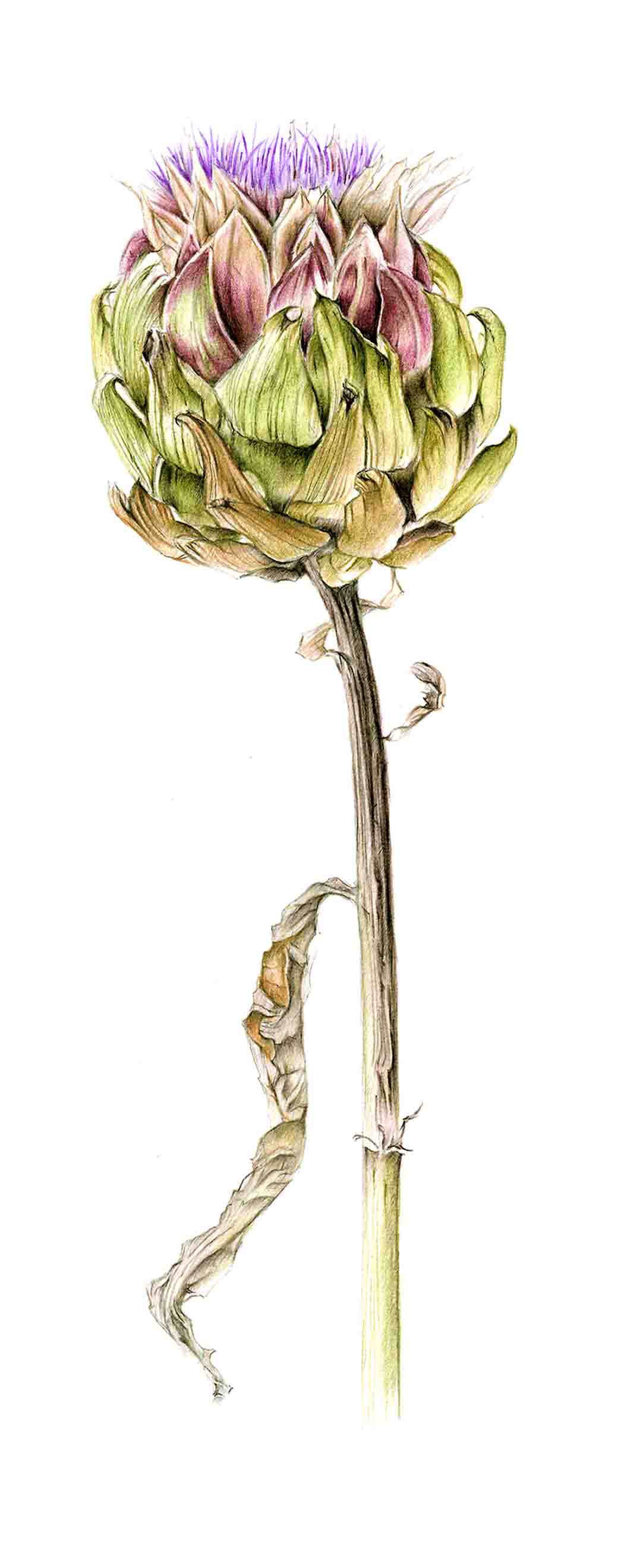 Print Artichoke.jpg