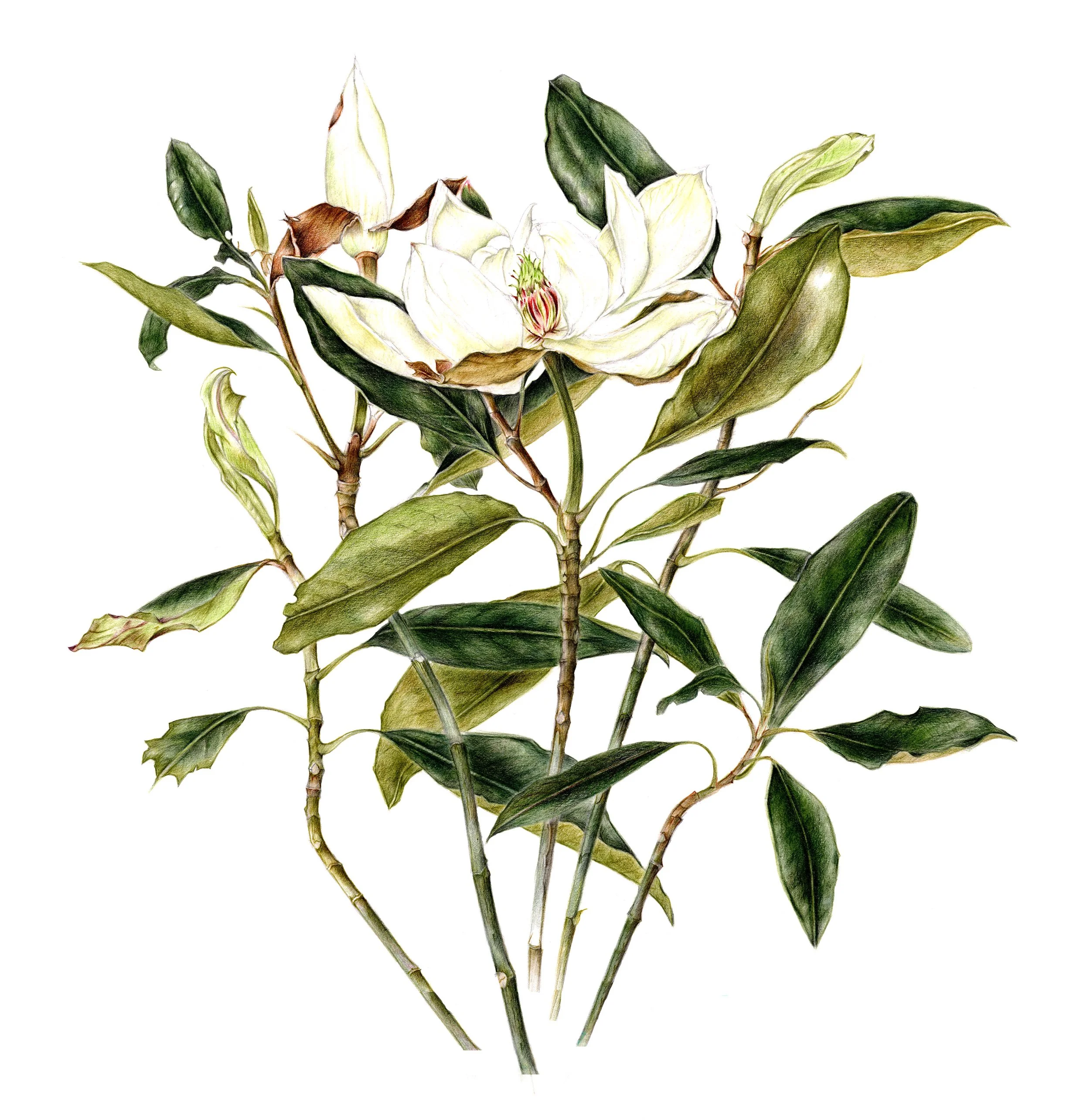 Print Magnolia.jpg
