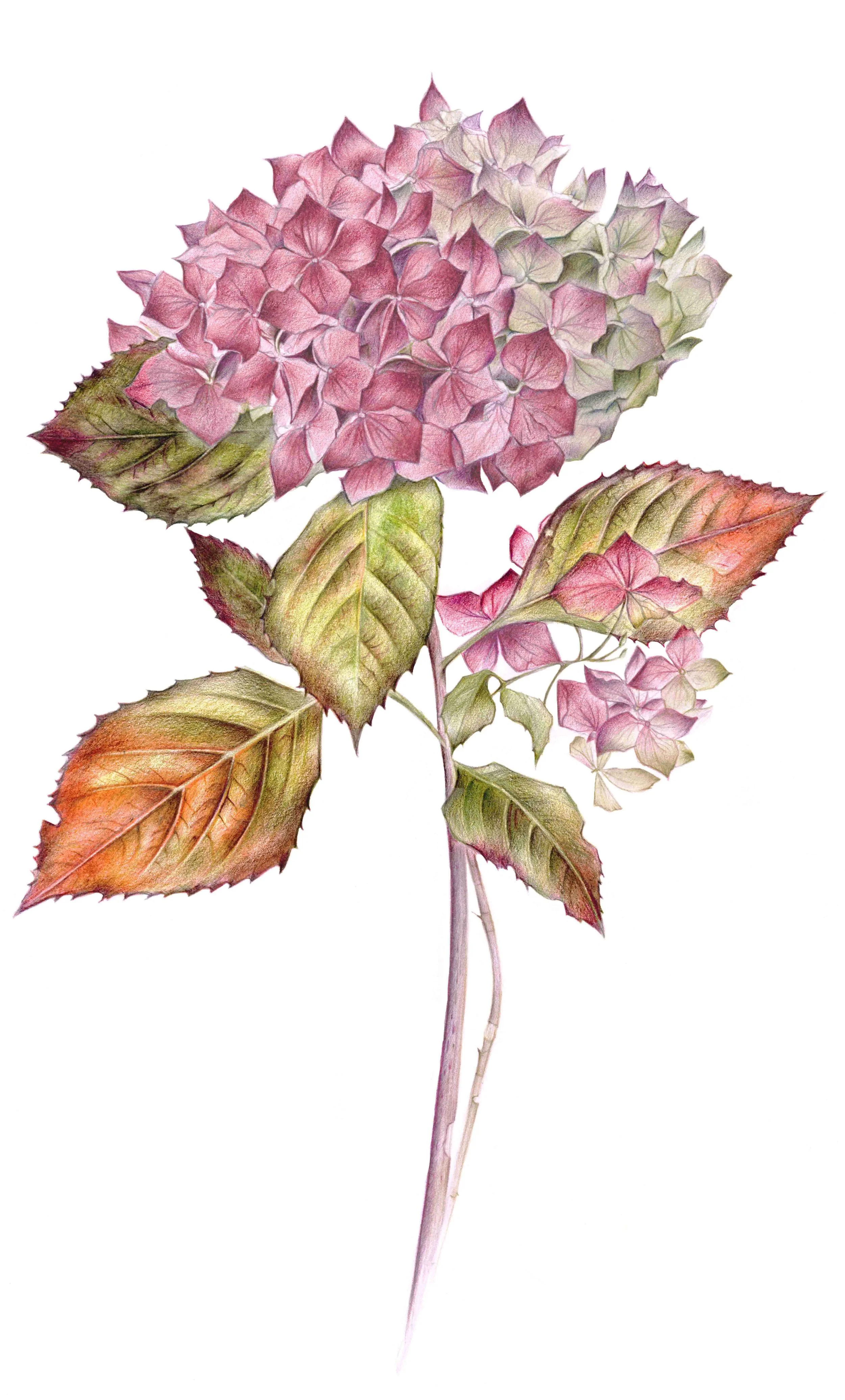 Print Hydrangea Rustic.jpg