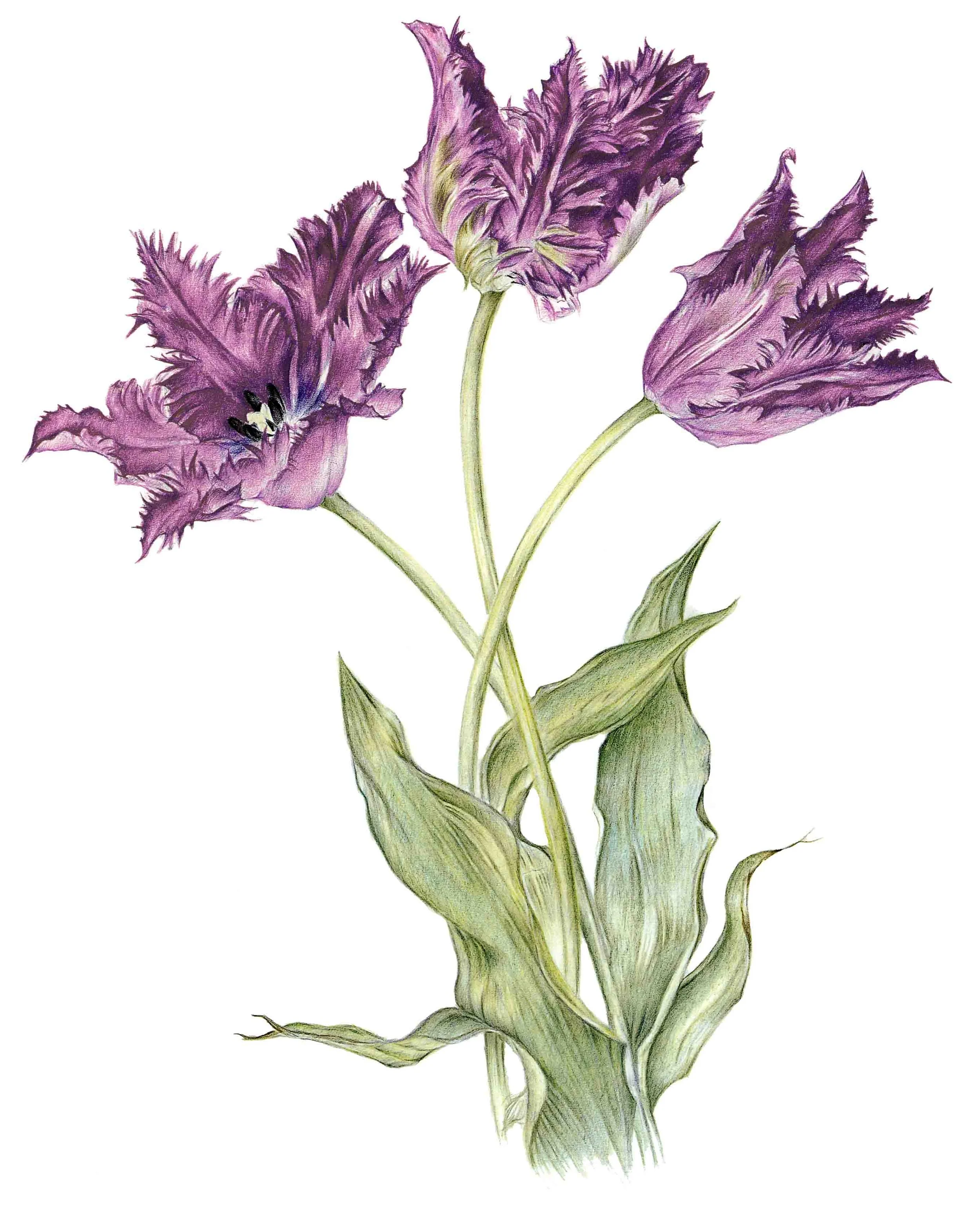 Print Three tulips copy.jpg