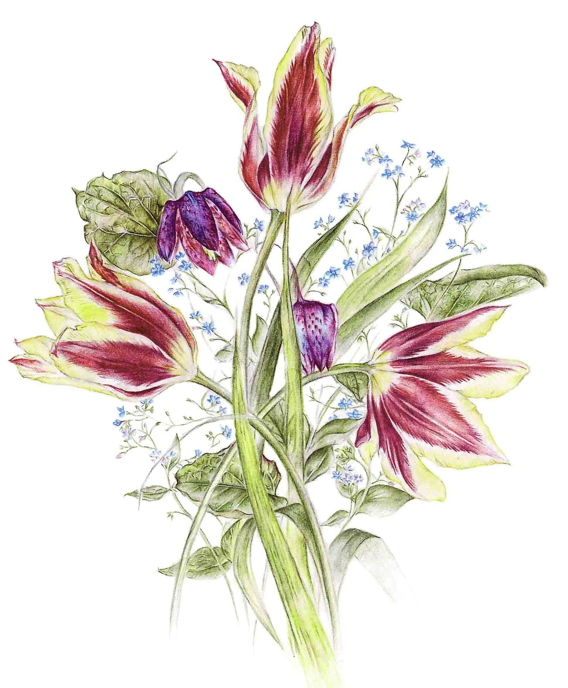 Print Tulip Snakes Head & Forghetmenot.jpg