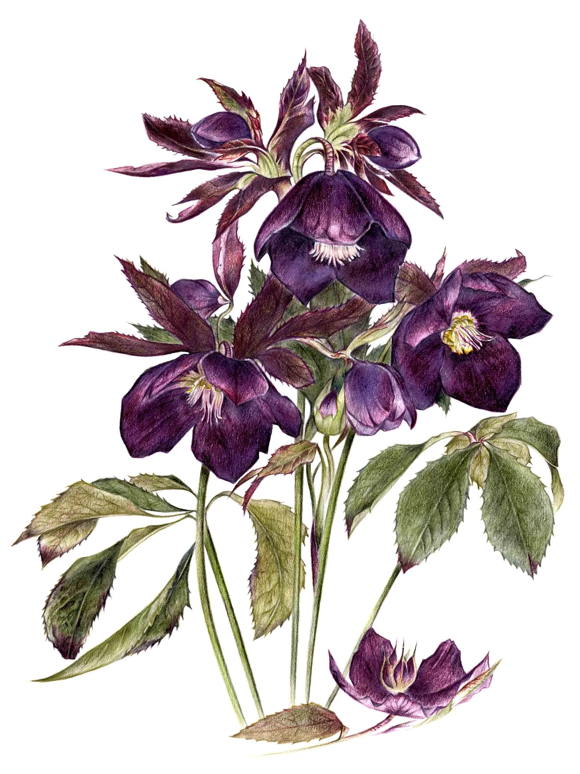 Print Burgandy Hellebore.jpg