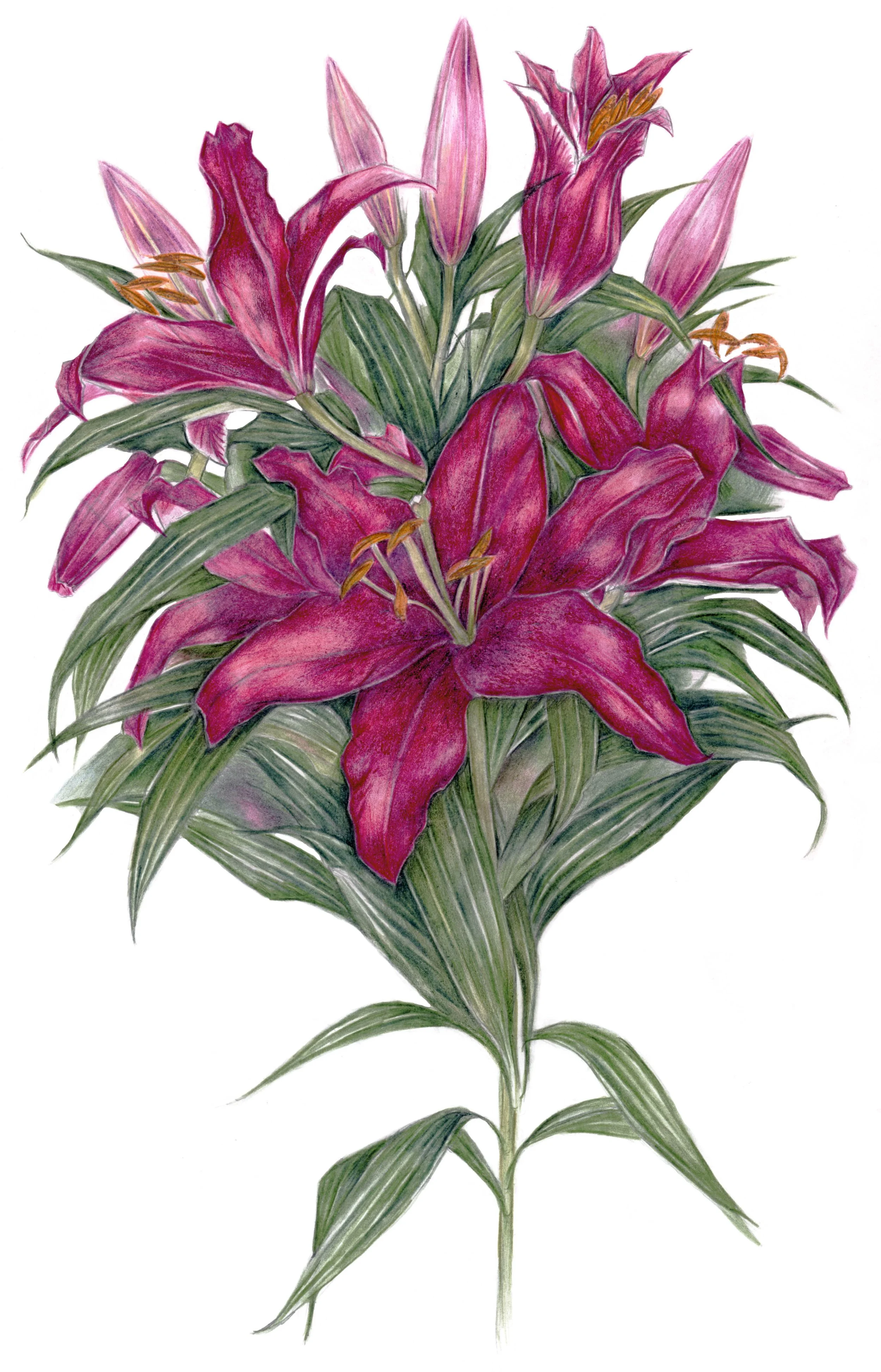 Print Mambo Lily.jpg