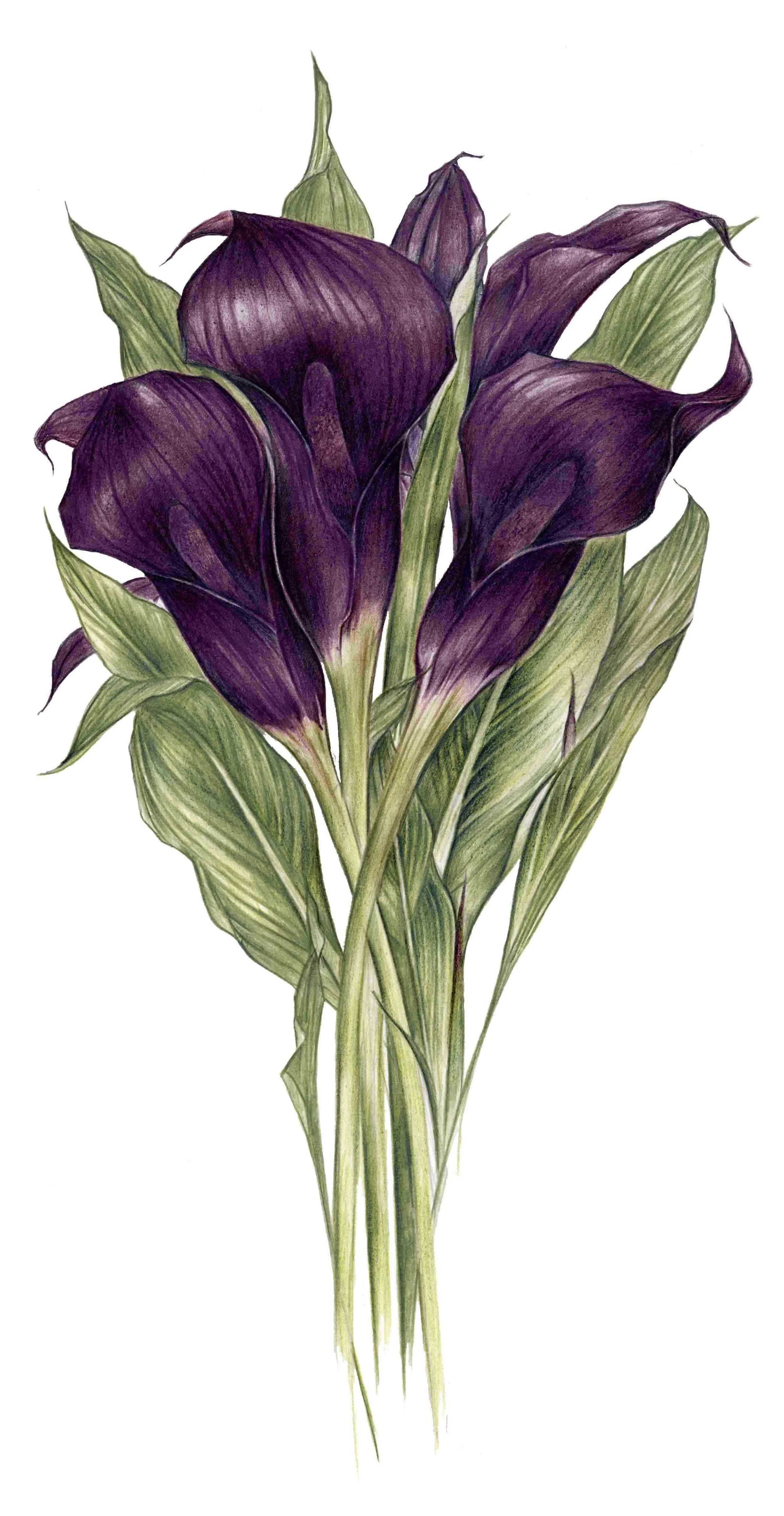 Print Mauve Arum.jpg