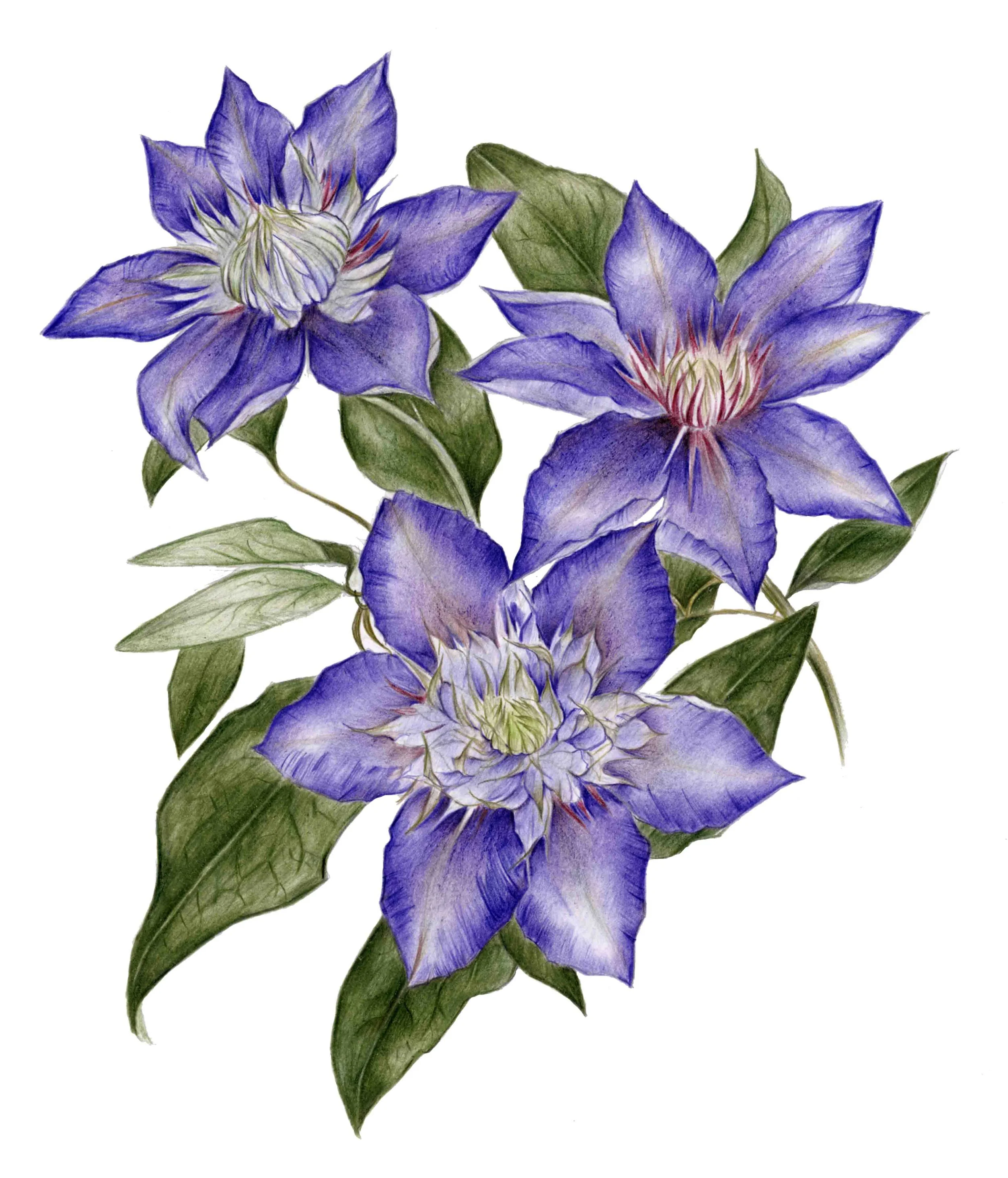 Print Clematis Blue two.jpg