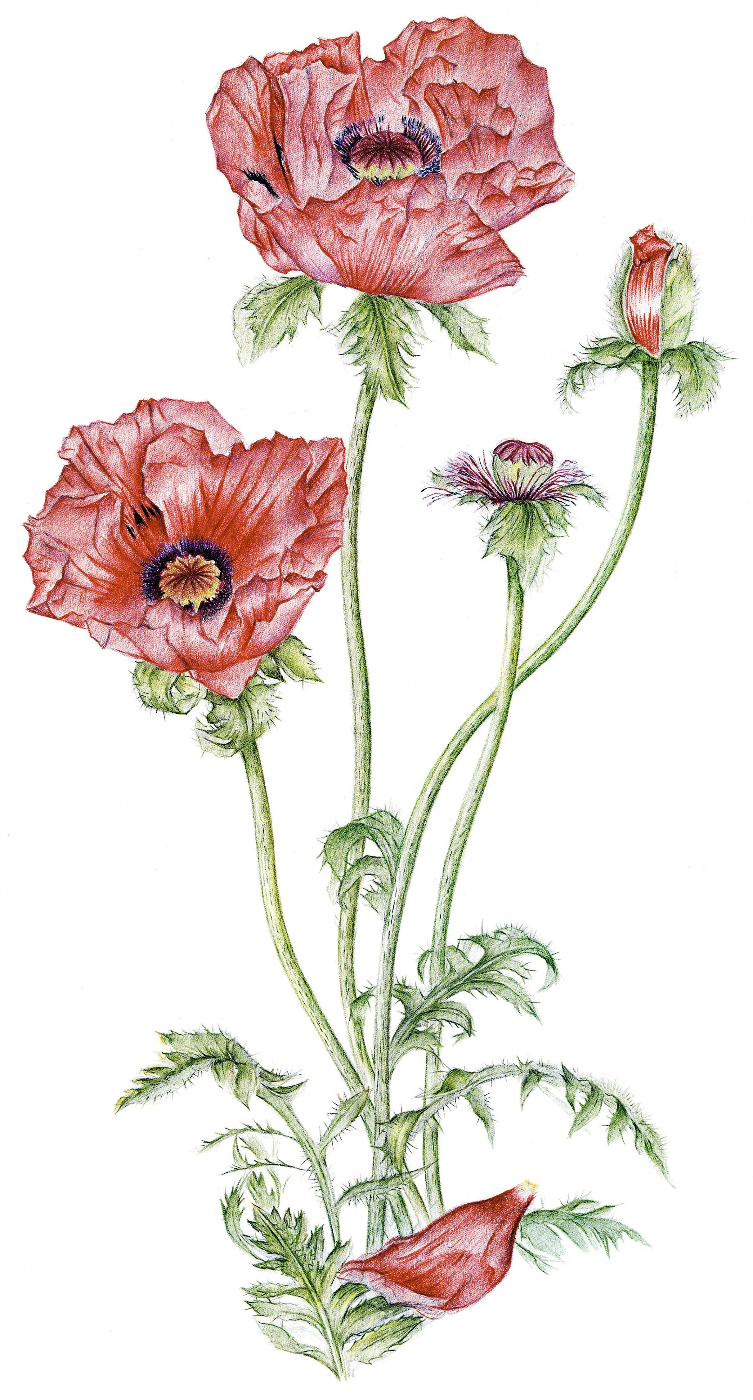 Print Patties Plum.jpg
