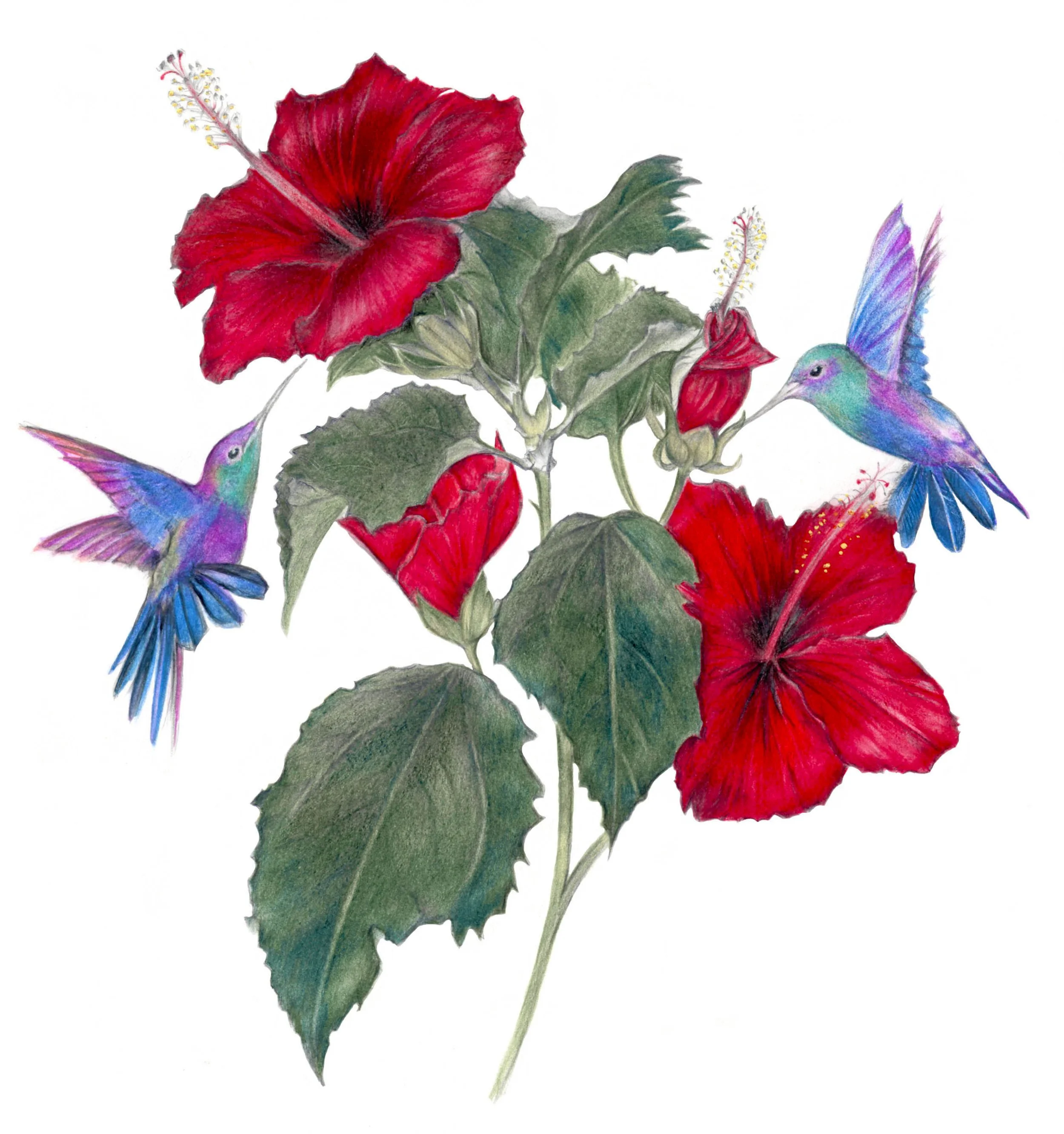 Print Hibiscus modified.jpg