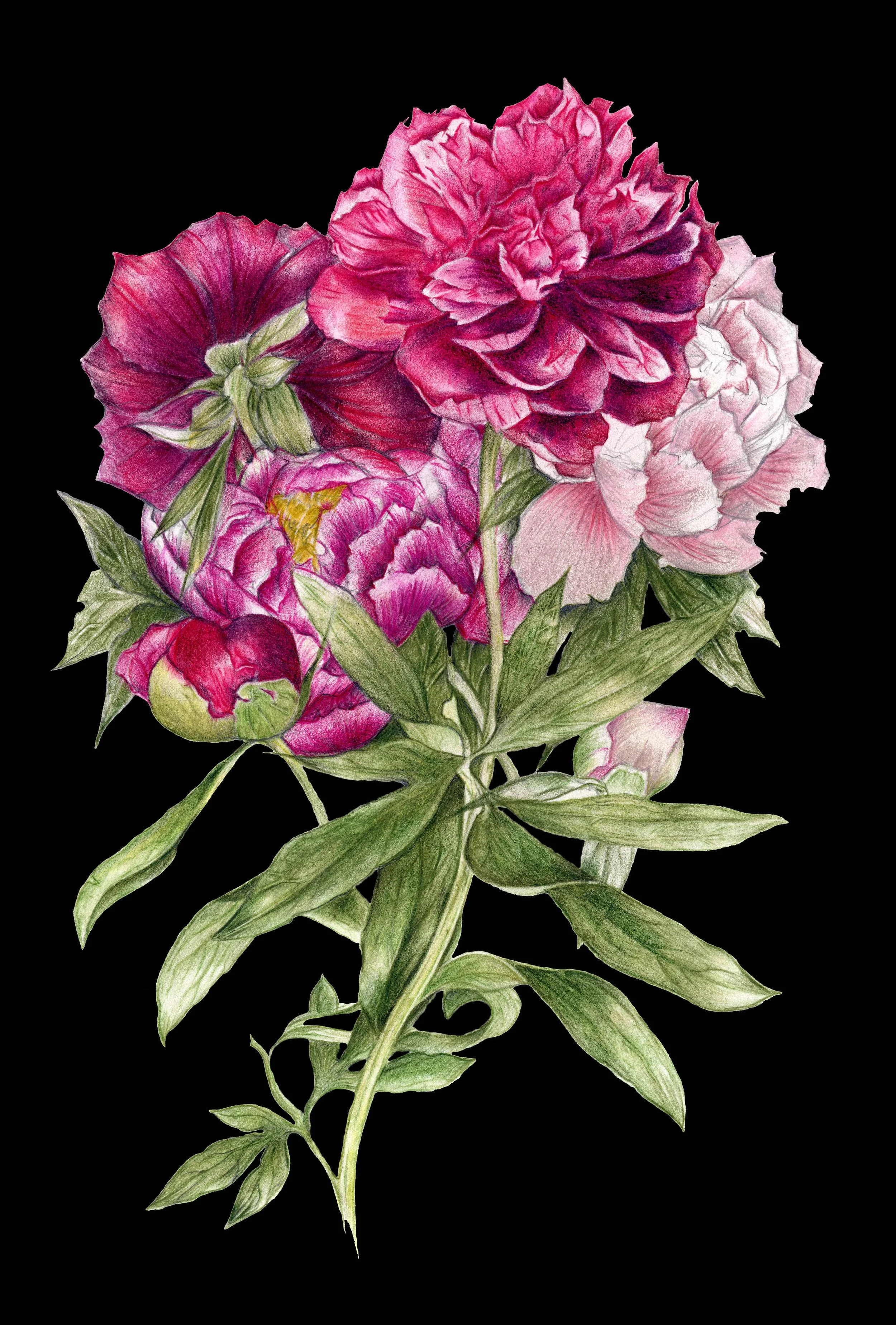Print Black Peony.jpg