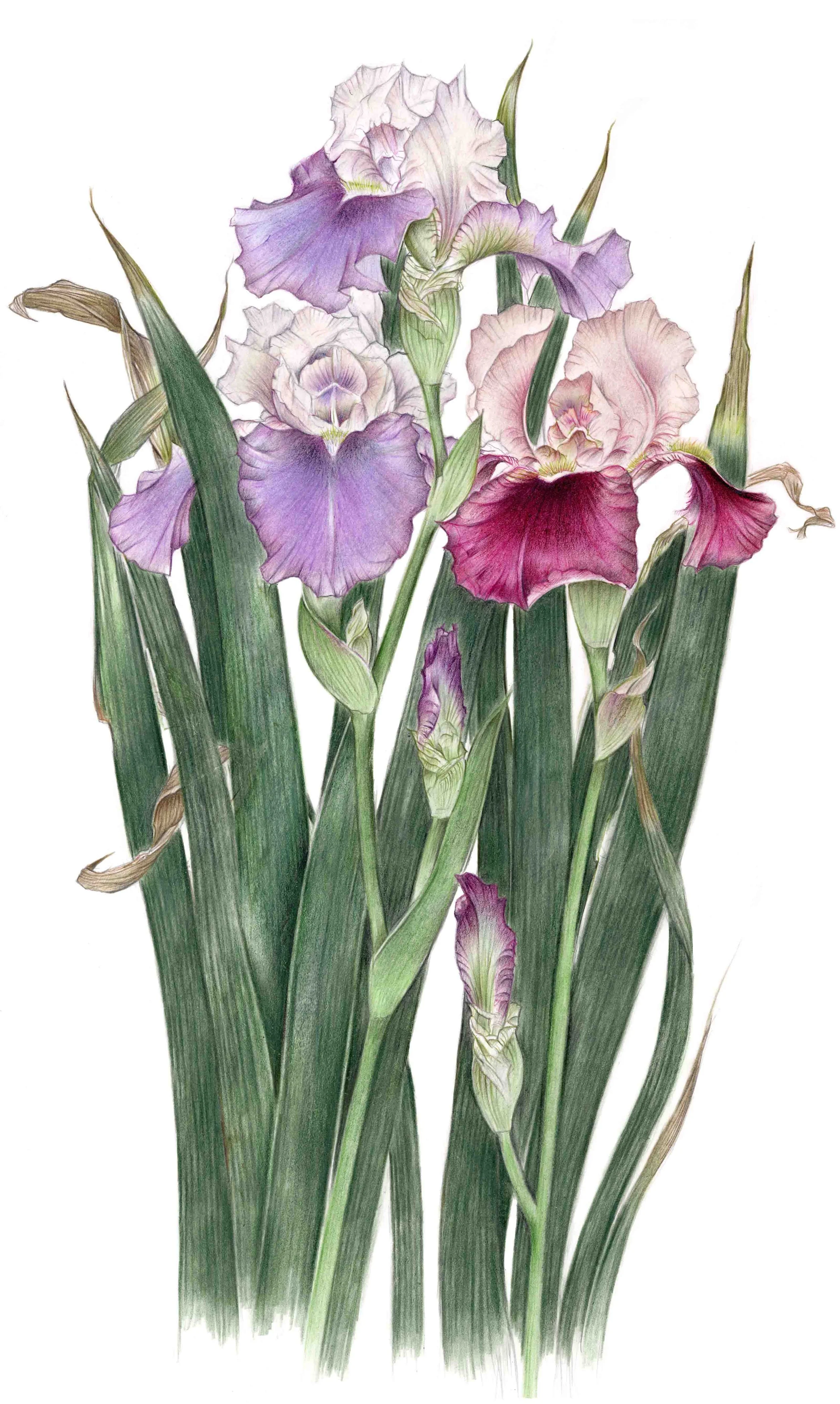 Print Iris Gothic Three.jpg