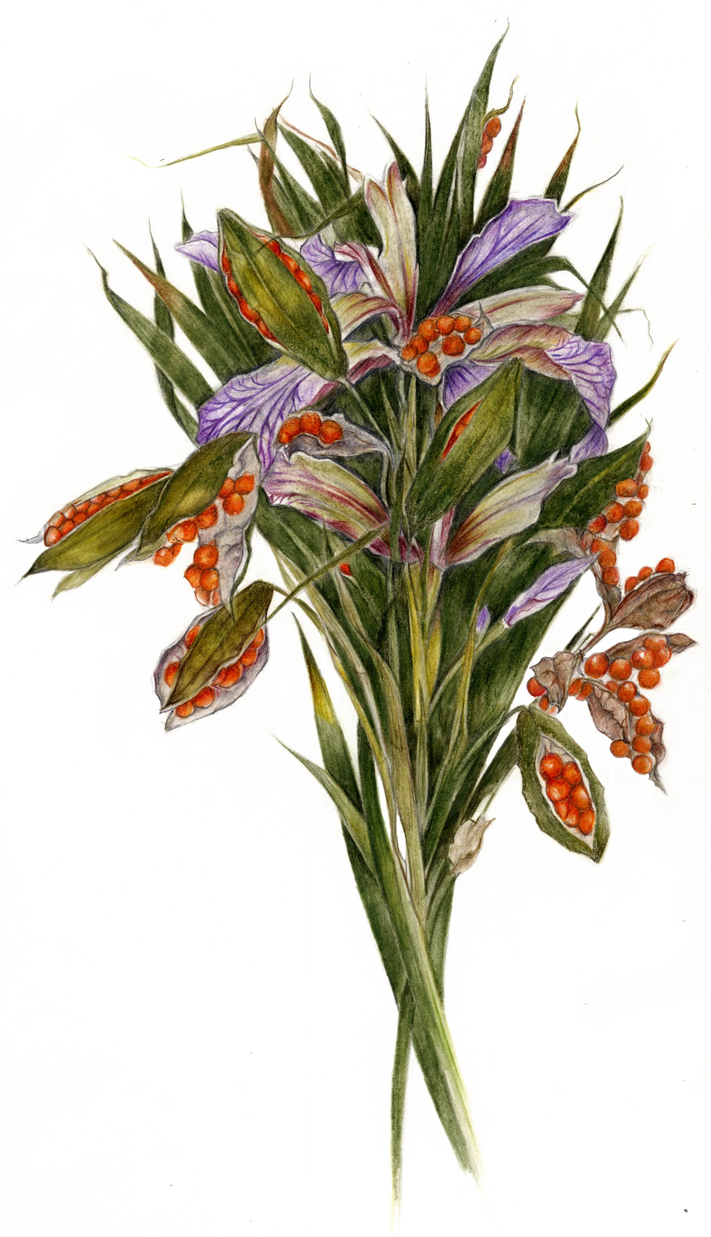 Print Iris Stinking.jpg