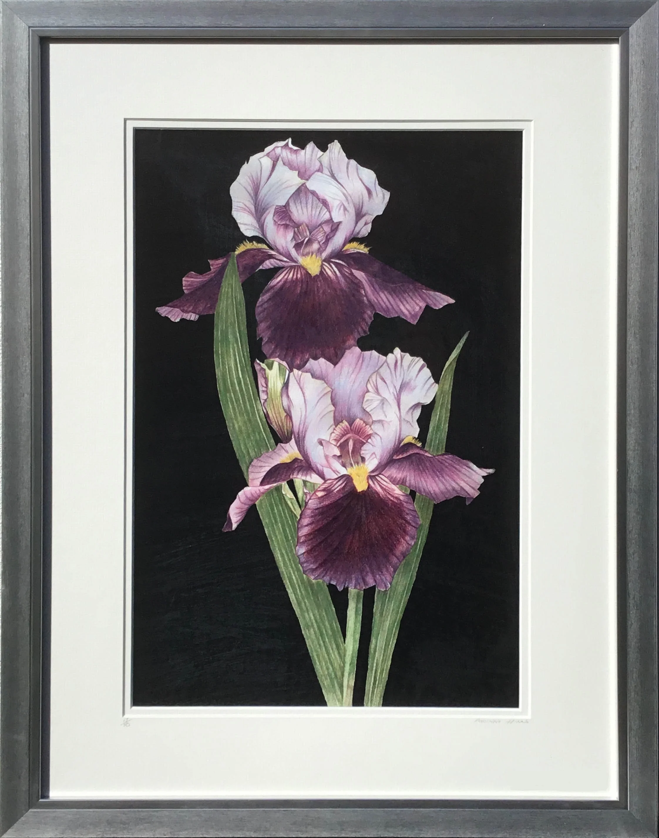 Web Black Iris.jpg
