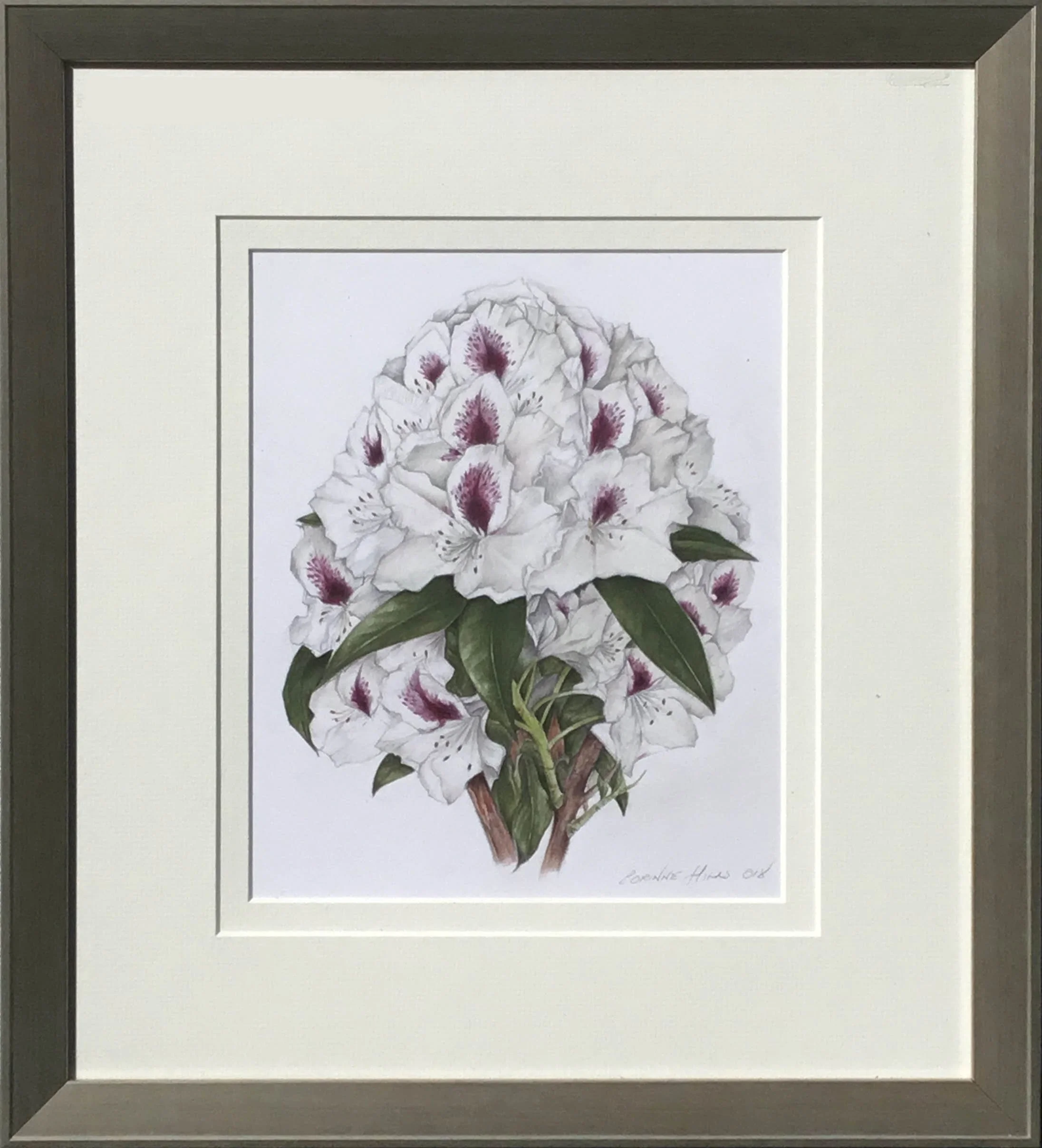 Web Original Rhodendrum.jpg
